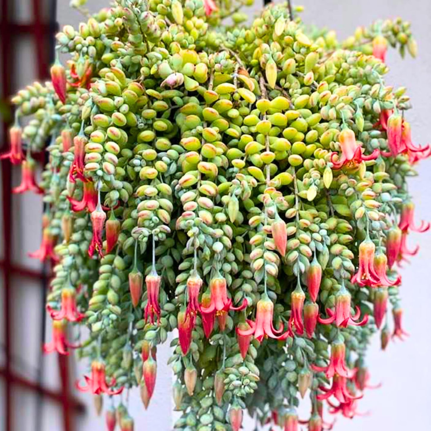 1 Cotyledon Pendens Succulent Plant Live, Trailing Succulent Live Houseplant in 2 Inch Pot, Ornamental Cotyledon Pendens