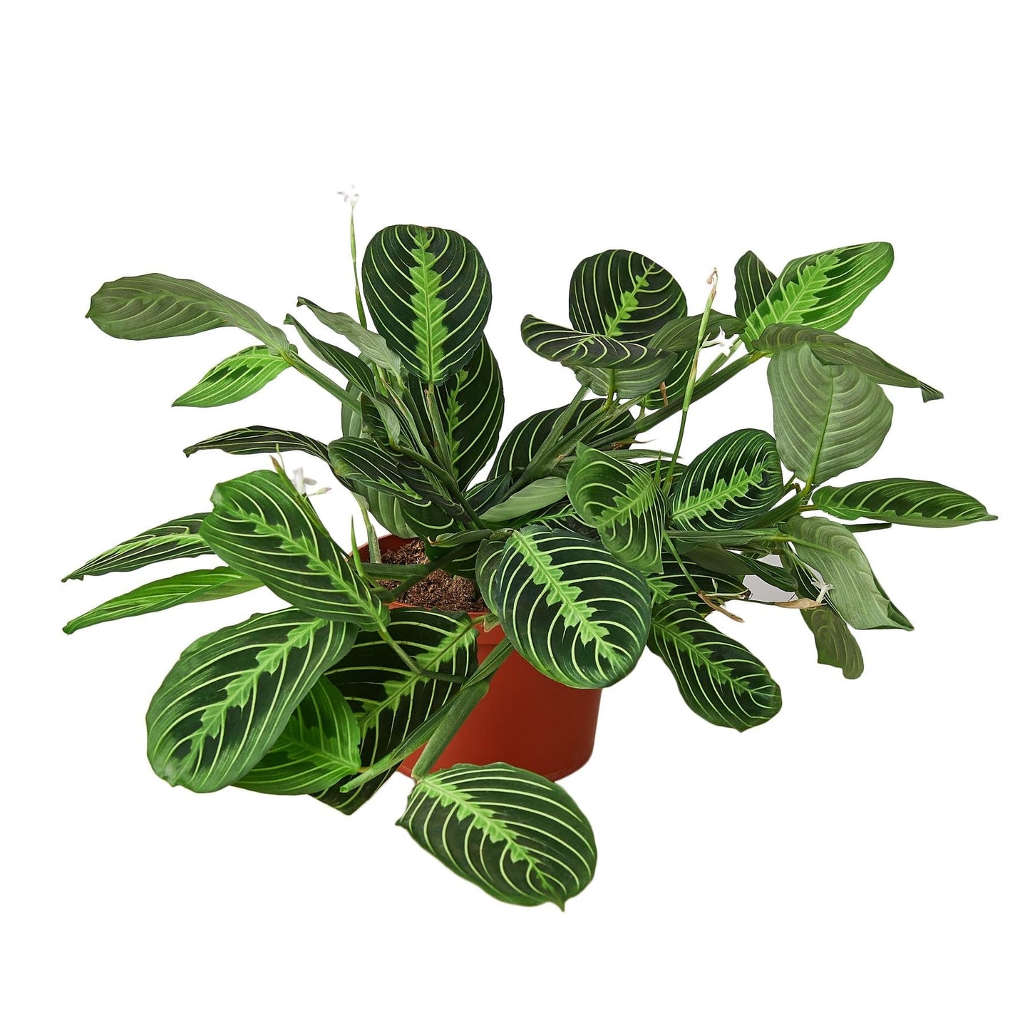 Maranta 'Lemon Lime' | Live Plant for Indoor & Outdoor | for Living Room, Office, Bathroom | (4" Pot)