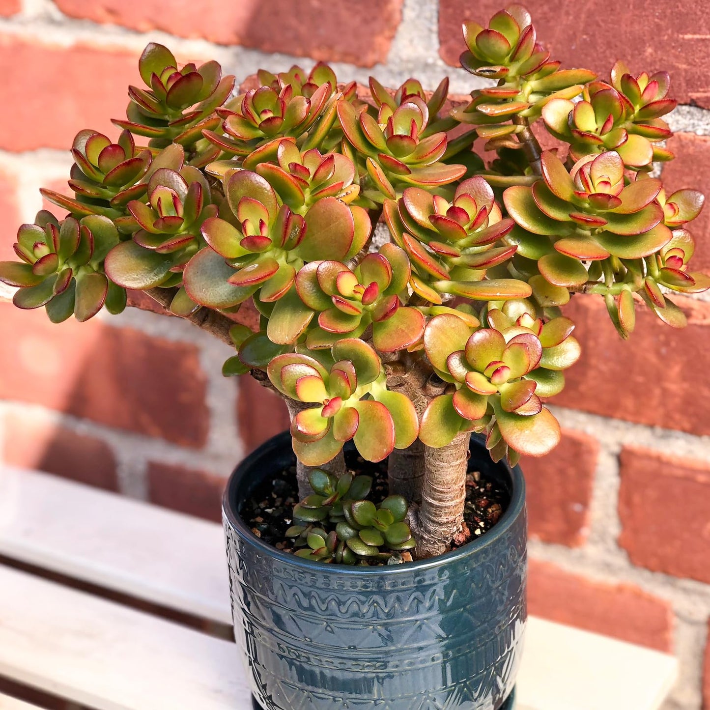 Sprout N Green Dwarf Jade - Crassula Ovata Crosby's Compact, Rare Cute Succulent Plant Fully Rooted in 2" Pot, Easy to Care, Keep Away from Pets