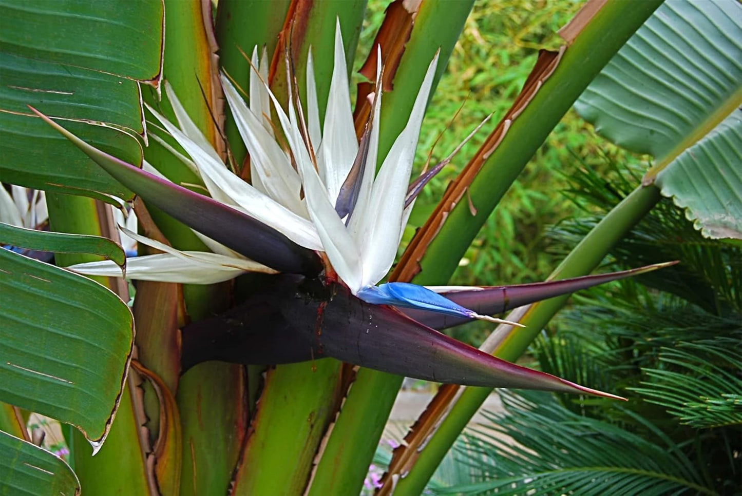 Bird of Paradise - White | Large Trade Gallon Size Plant | Strelitzia Reginae | Tropical House Decor, Indoor Foliage, Exotic Houseplant, Easy Care, Fast Growing, Flowering Accent, Unique Leaves