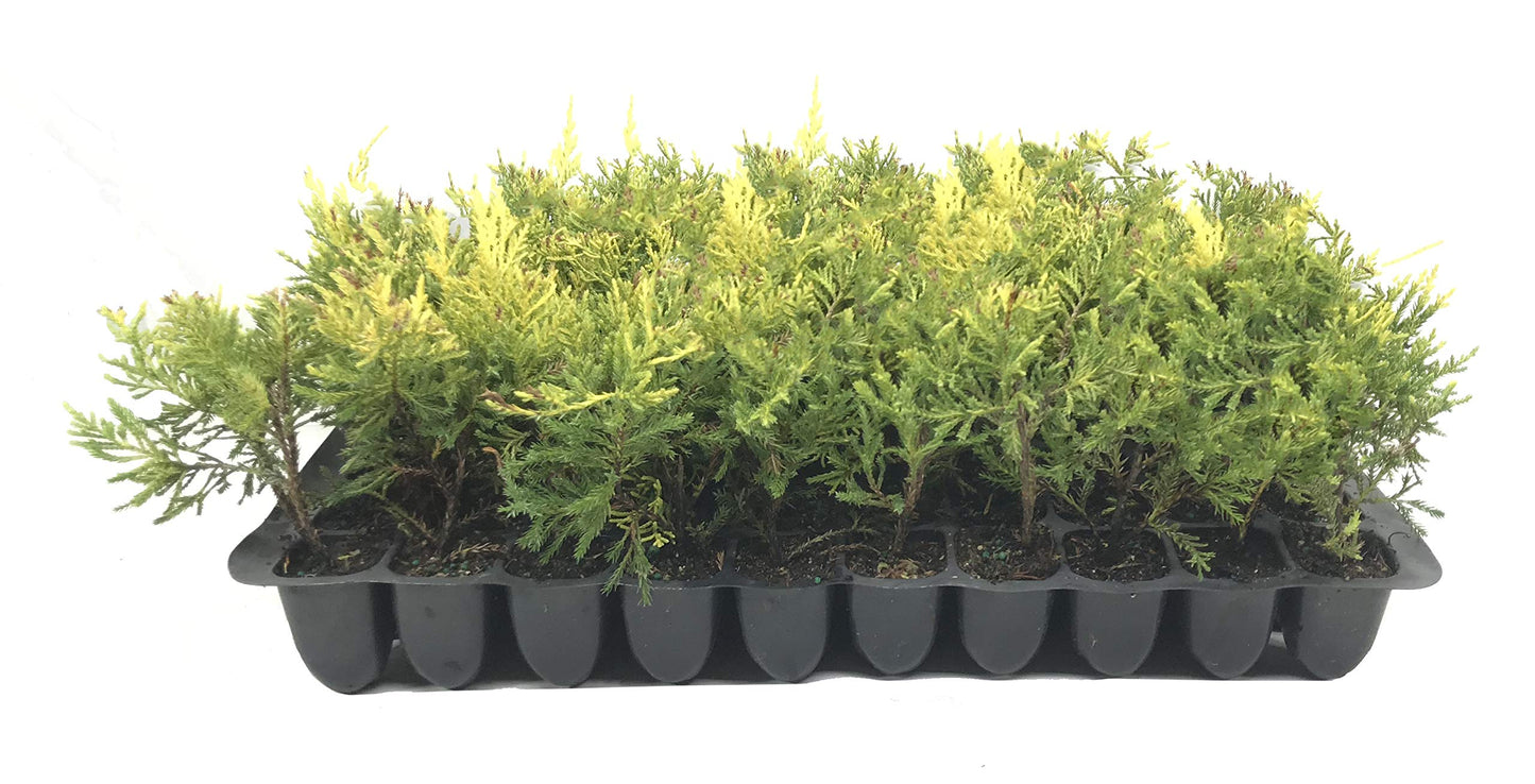 Saybrook Gold Juniper - 10 Live Plants - Juniperus Chinensis - Hardy Evergreen Ground Cover