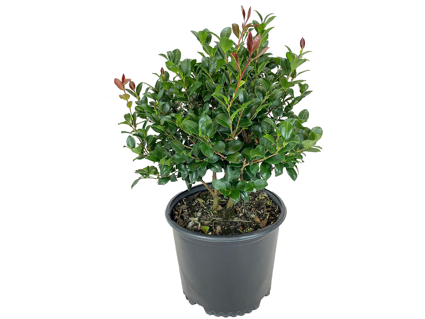 Blooming & Beautiful - Cleopatra Camellia - 3 Gal - Evergreen Shrub - Rose-Pink Semi-Double Flower - Fall Blooming - Zones 7-9 - Camellia Sasanqua 'Cleopatra' - 3 Gallon Pot