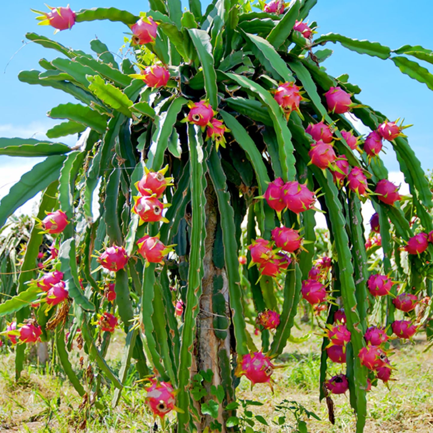 Dragon Fruit Plant Live in 3 Gallon Pot, Tropical Dragon Fruit Vine Plant, Sweet Fruits Plants for Outdoor Planting