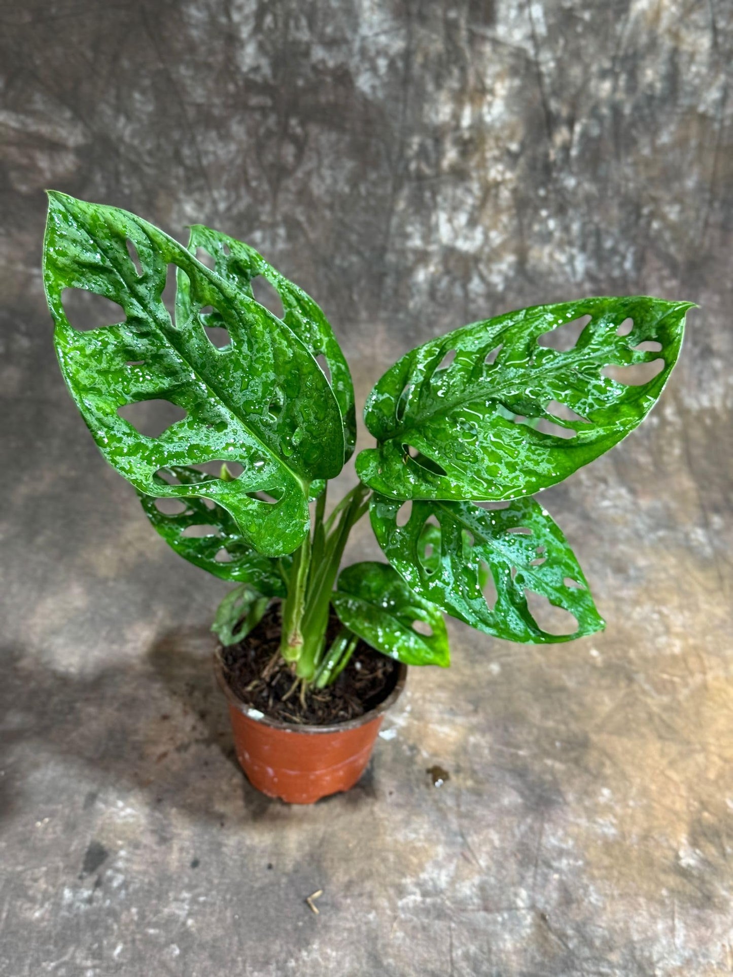 PLANTVERS Monstera Adansonii in a 4" Grow Pot – Monstera Swiss Cheese – Live Indoor Plant – Popular Houseplant – Low Maintenance Indoor Plant – Monstera Plant for Office & Home Décor