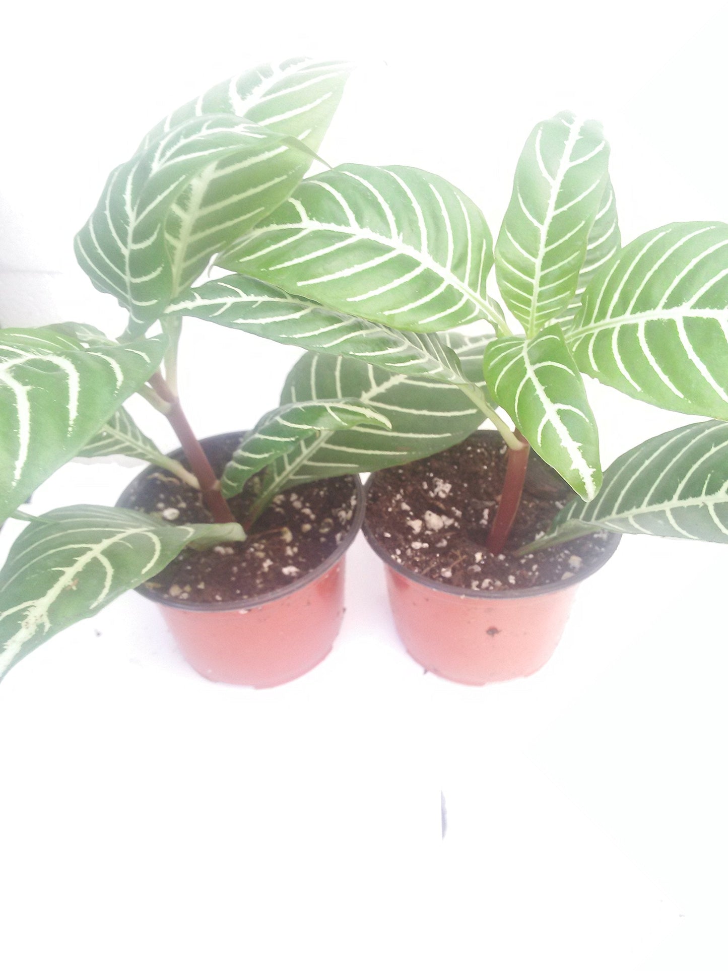 Two Zebra Plant - Aphelandra - Exotic & Unusual House Plant - 4" Pot