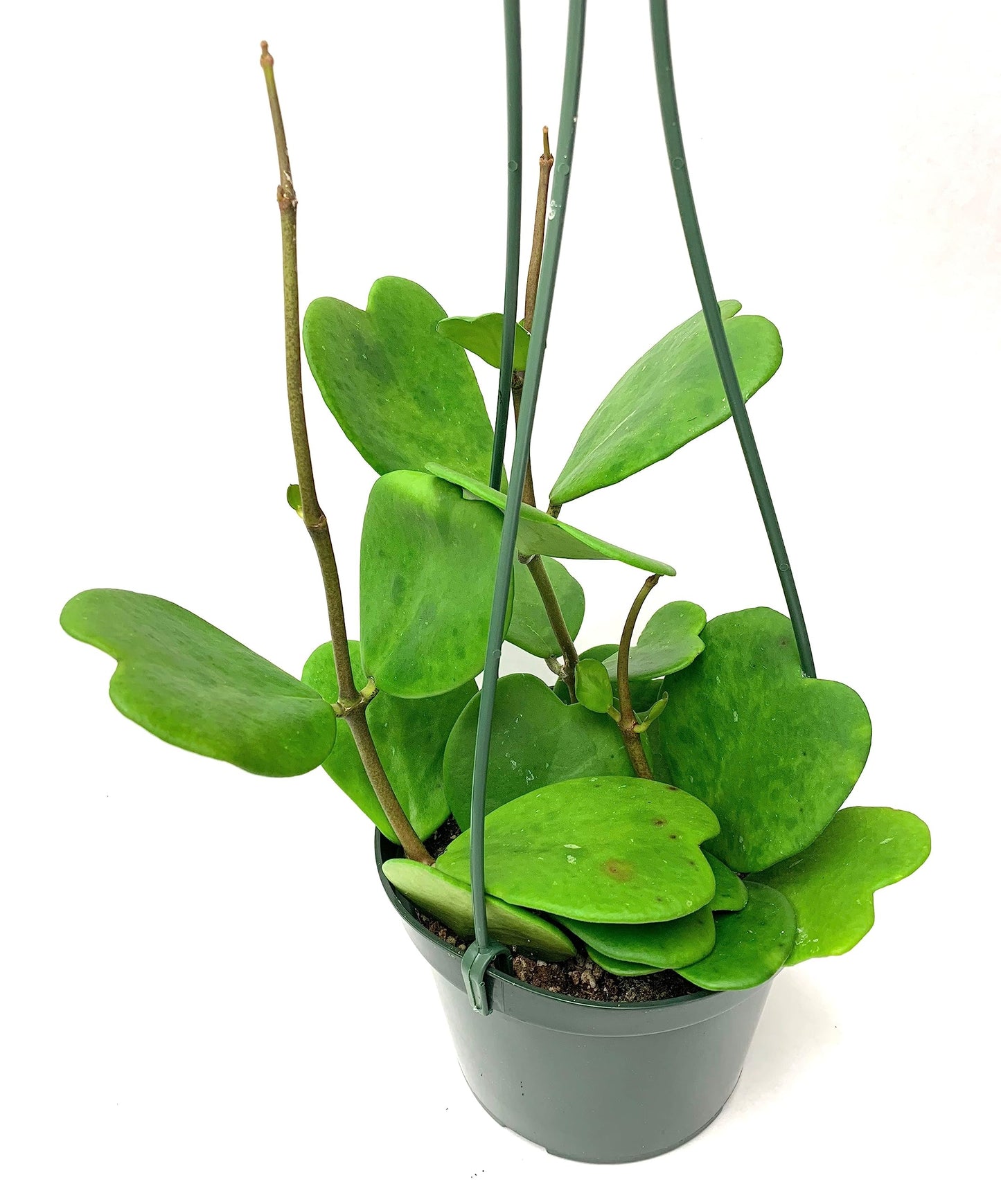 Hoya Kerrii with Heartshape Leaves Live Hoya Plant Great Gift for Mothers and Loved Ones Sweetheart Hoya Live Plant (Hoya Kerrii in 4" Pot, 4-6 Leaves Plant)
