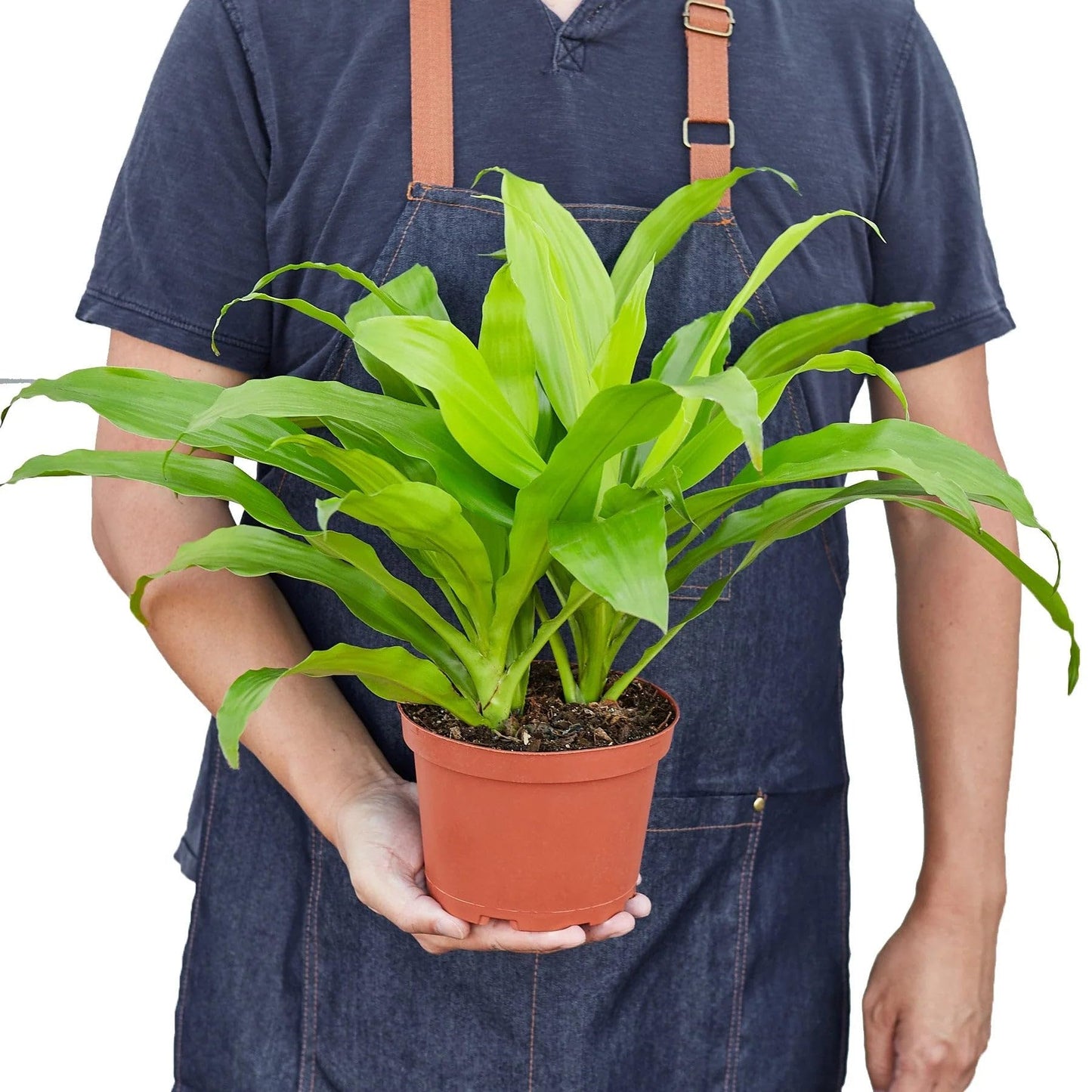7 Pack Dracaena 'Lime Light' in 6in Pot - Live Plants Tropical Houseplants | Variegated | USA Growers | The Snobby Leaf