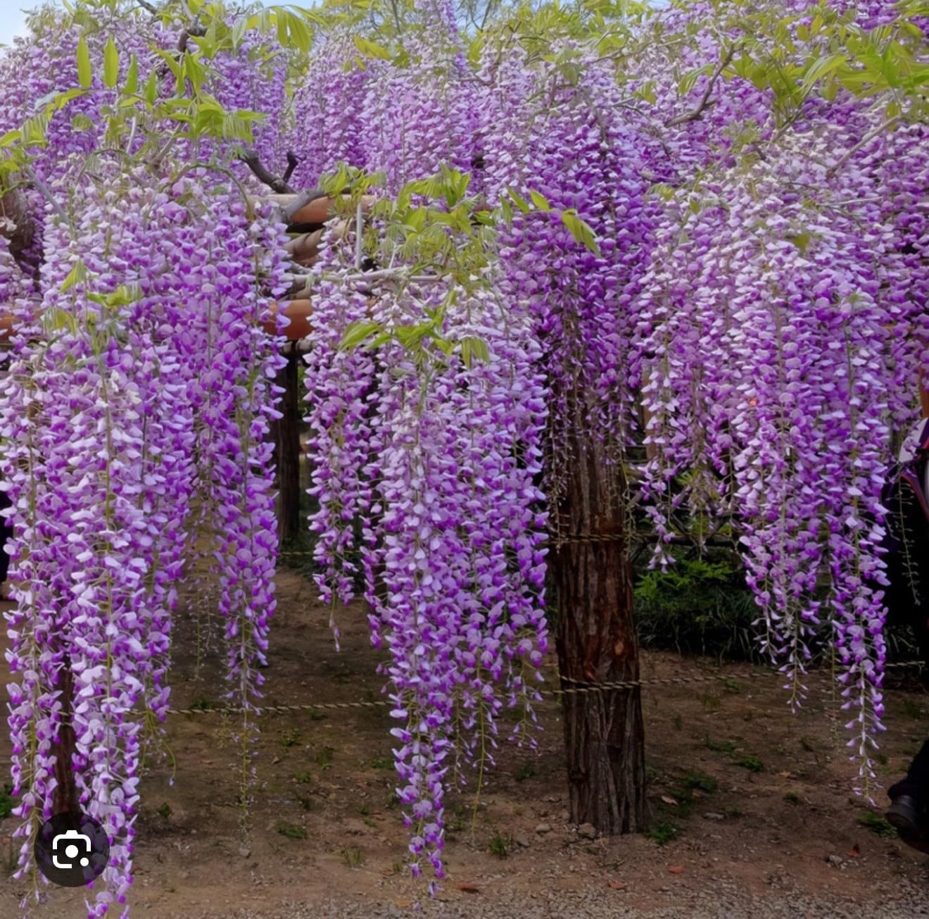 Live Plant - Amethyst Fallswisteria Frutescenslive Starter Plant