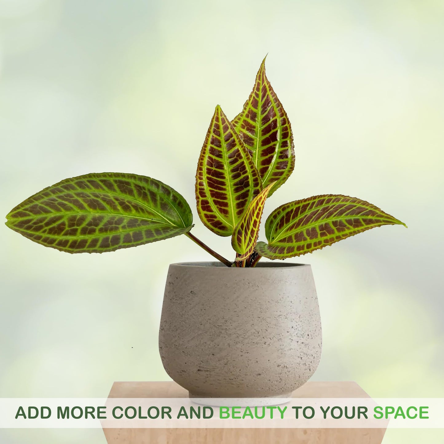 LEAL PLANTS ECUADOR Monolena Primuliflora Live Plant – Rare Exotic Caudiciform Plant – Stunning Pink Flowers & Metallic Foliage – Houseplant for Terrariums and Indoor Collections