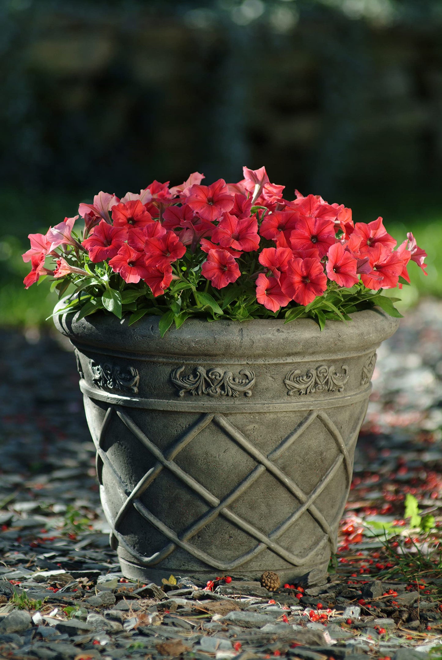 Live Petunia Flowers (4 Pack), Red Flowering Plants for Spring Gardening, Easy Plant Care, Garden Annuals, Red Petunias Multipack, Sun Loving Outdoor Annual