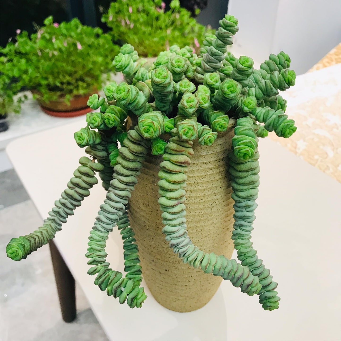 Sprout N Green 4" String of Buttons in White Stripe Pot, Live Crassula 'Baby's Necklace' Trailing Succulent, Rare House Plant for Home Office Wedding Hanging Decoration, DIY Projects, Party Favor
