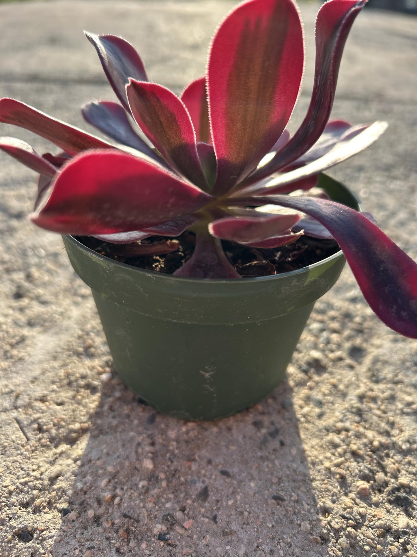 Aeonium Medusa Live Succulent Plant, Fully Rooted in 4 Inch Pot with Soil, Deep Red and Purple Rosette, Indoor Outdoor Home Office Decorative Plant