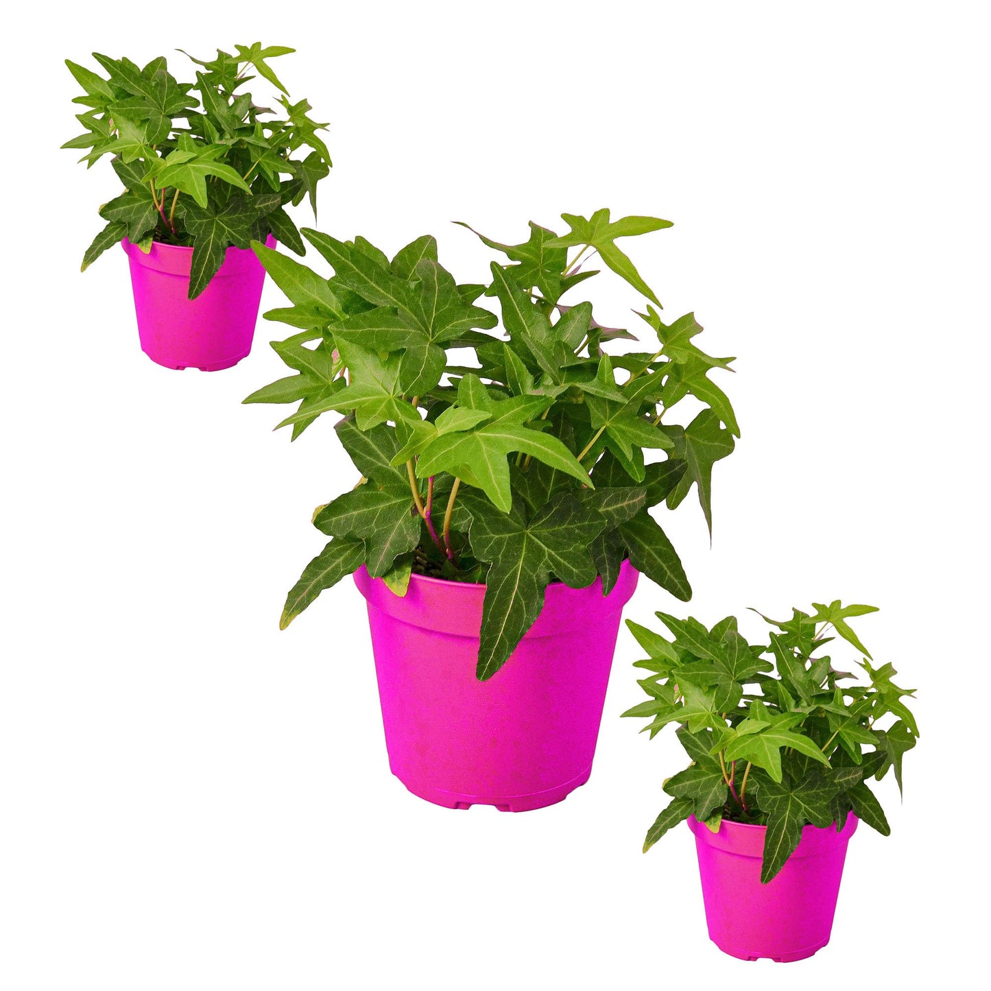 3 Pack English Ivy Green California in 3in Pot - Live Plants Tropical Houseplants | Variegated | USA Growers | The Snobby Leaf