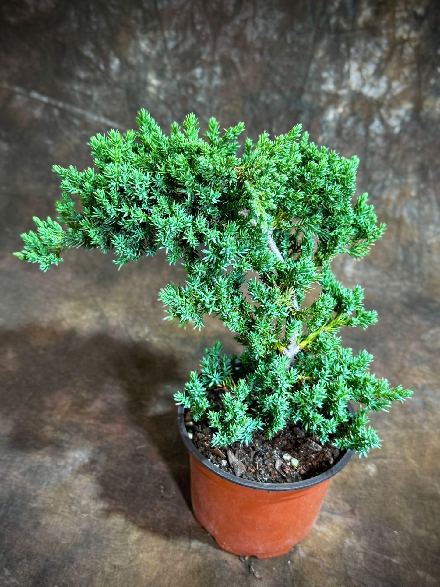 PLANTVERS Juniper Procumbens in a 4" Grow Pot – Live Bonsai Tree – Dwarf Japanese Garden Bonsai – Indoor/Outdoor Evergreen Plant – Easy Care Miniature Tree for Home or Office Décor
