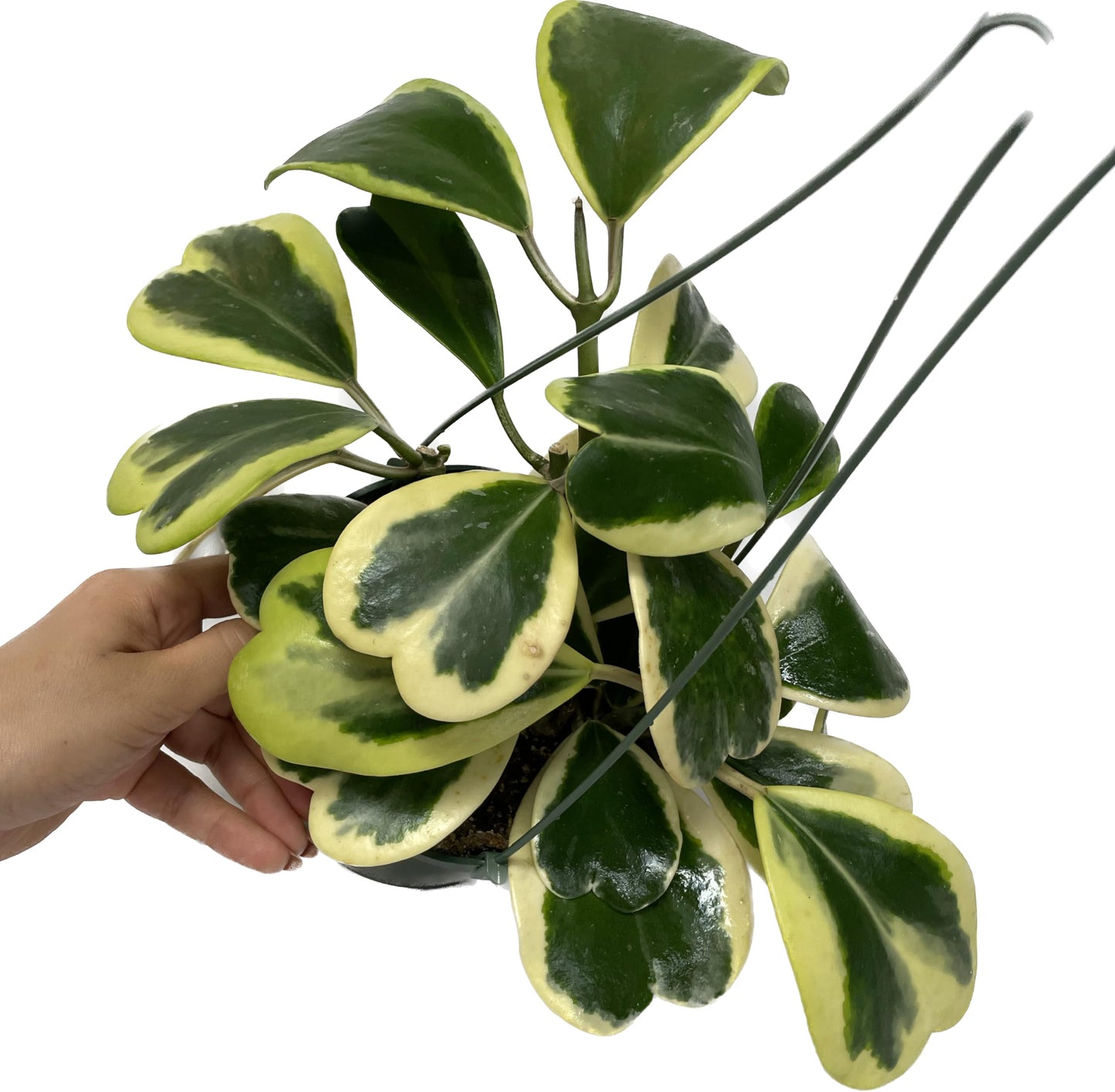 Variegated Hoya Kerrii - Hoya Plants Live Houseplant - Outer Variegated Kerrii - Plant Gift - Air Purifying Features - CA Seller (2-3 Leaves Plant, 4" Pot)