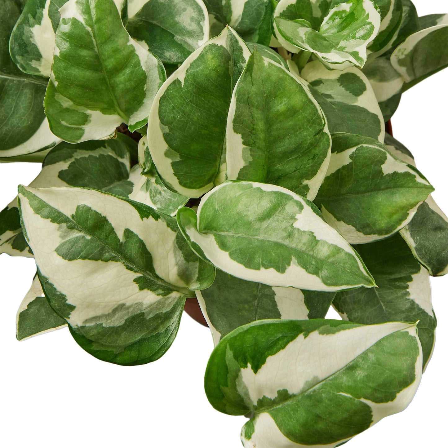 Pothos N'Joy Live Plant - Epipremnum aureum 'n'joy' - Variegated Devil's Ivy - Air Purifying Houseplant - Perfect Live Plant Gift - CA Seller (4" Nursery Pot)