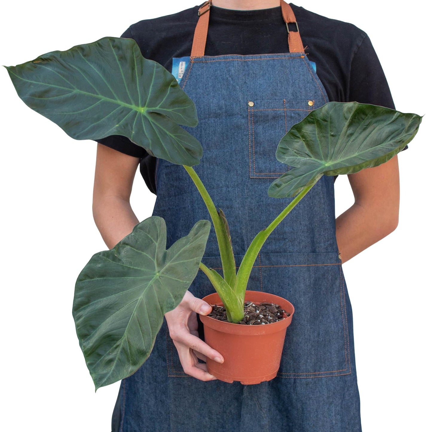 Alocasia 'Regal Shields' | Live Plant for Indoor & Outdoor | for Living Room, Office, Bathroom | (6" Pot)