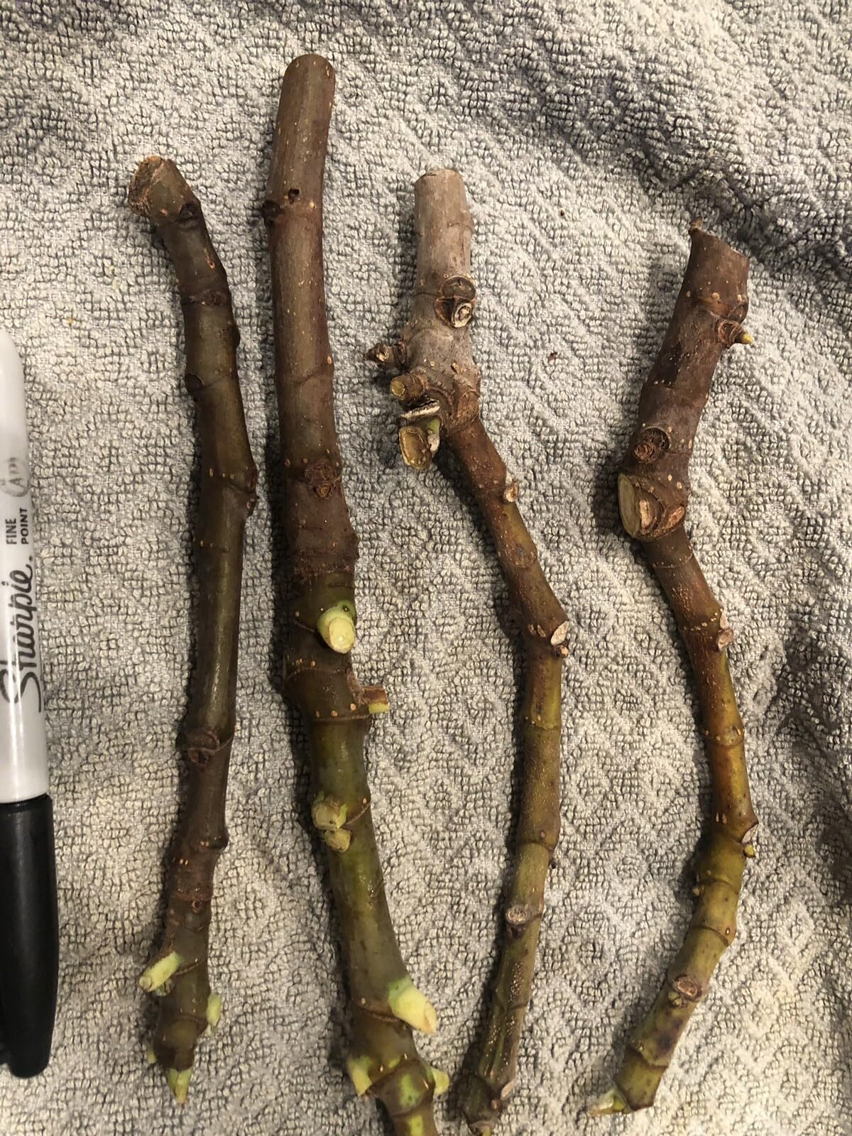 Live Plant - Fig Tree cuttings White Adriatic