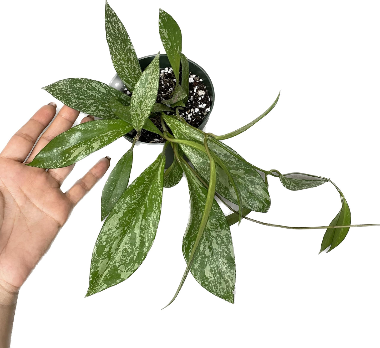 Hoya Publicalyx Splash Red Button - Air Purifying Features - Pet Friendly - Hoya Plants Live Houseplants - Wax Plant (3-4 Plants, 4" Pot)