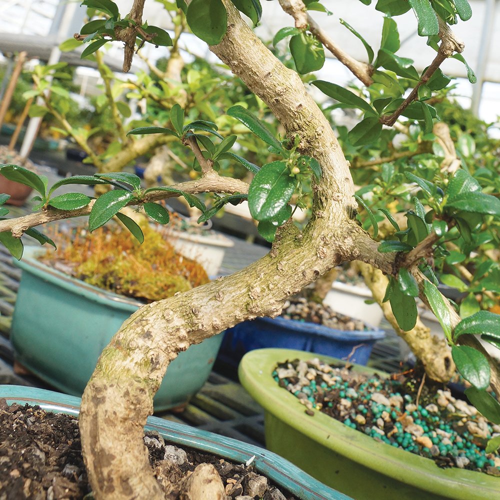 Brussel's Bonsai Live Fukien Tea Bonsai Tree - Small, 6 Year, 6 to 8 inches Tall - Indoor Bonsai Tree Live with Ceramic Bonsai Pot