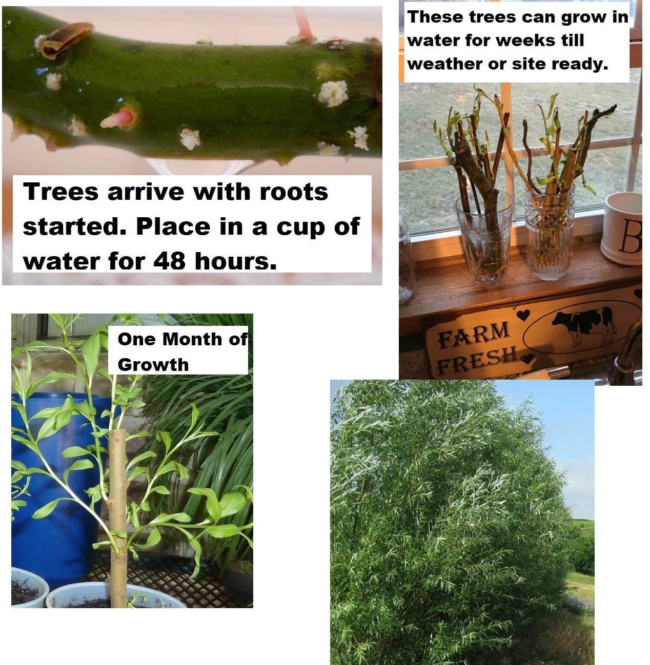 200 Thick Austree Hybrid Willow Tree Cuttings - Produce More The 1st Year. Thick Root Stock