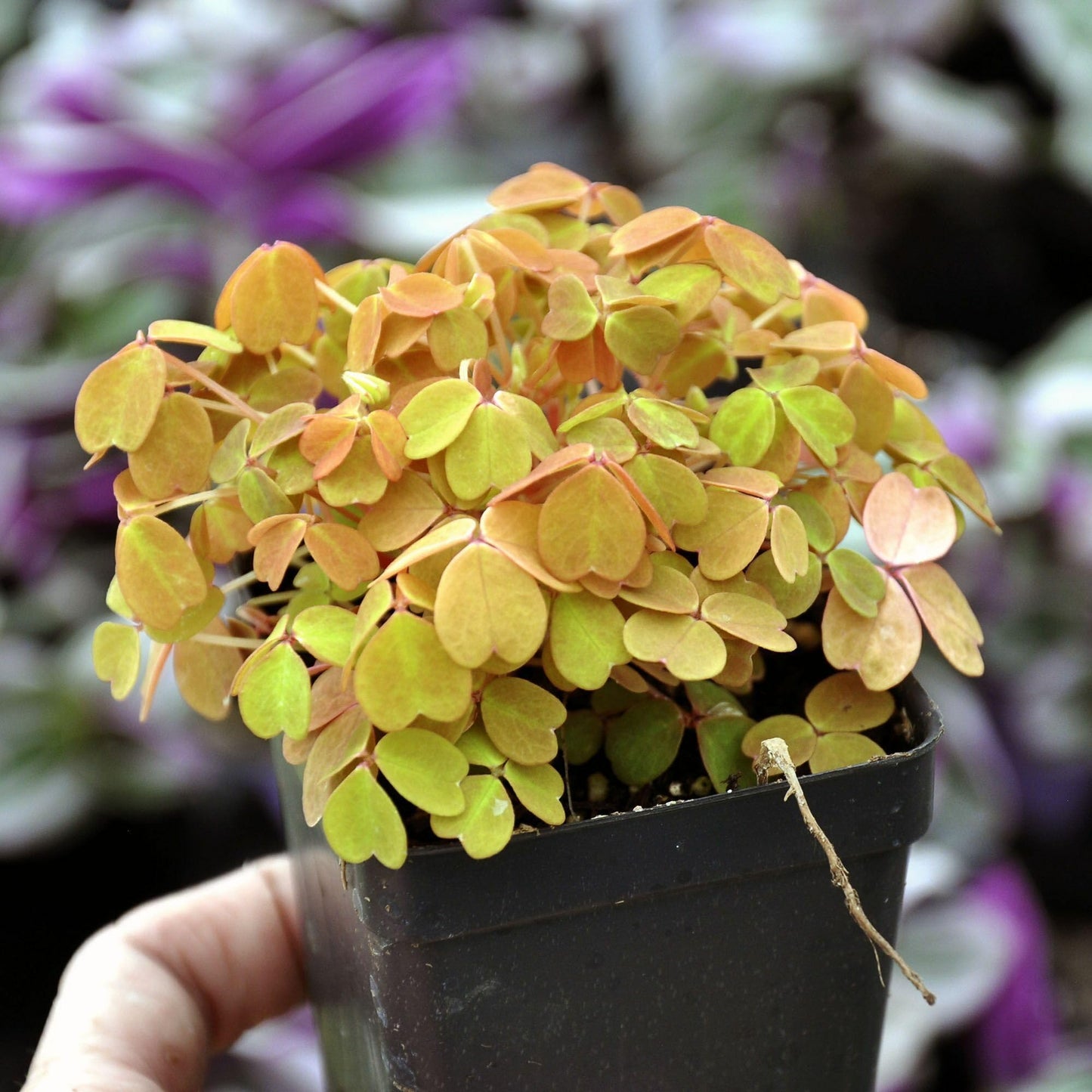 Oxalis spiralis ‘Aurea’, Amber Plum Crazy, Golden/Amber Oxalis, Amber Shamrock, Non-Invasive Wood Sorrel, Perennial or Houseplant, Container Size: 3" (2.6x3.5)