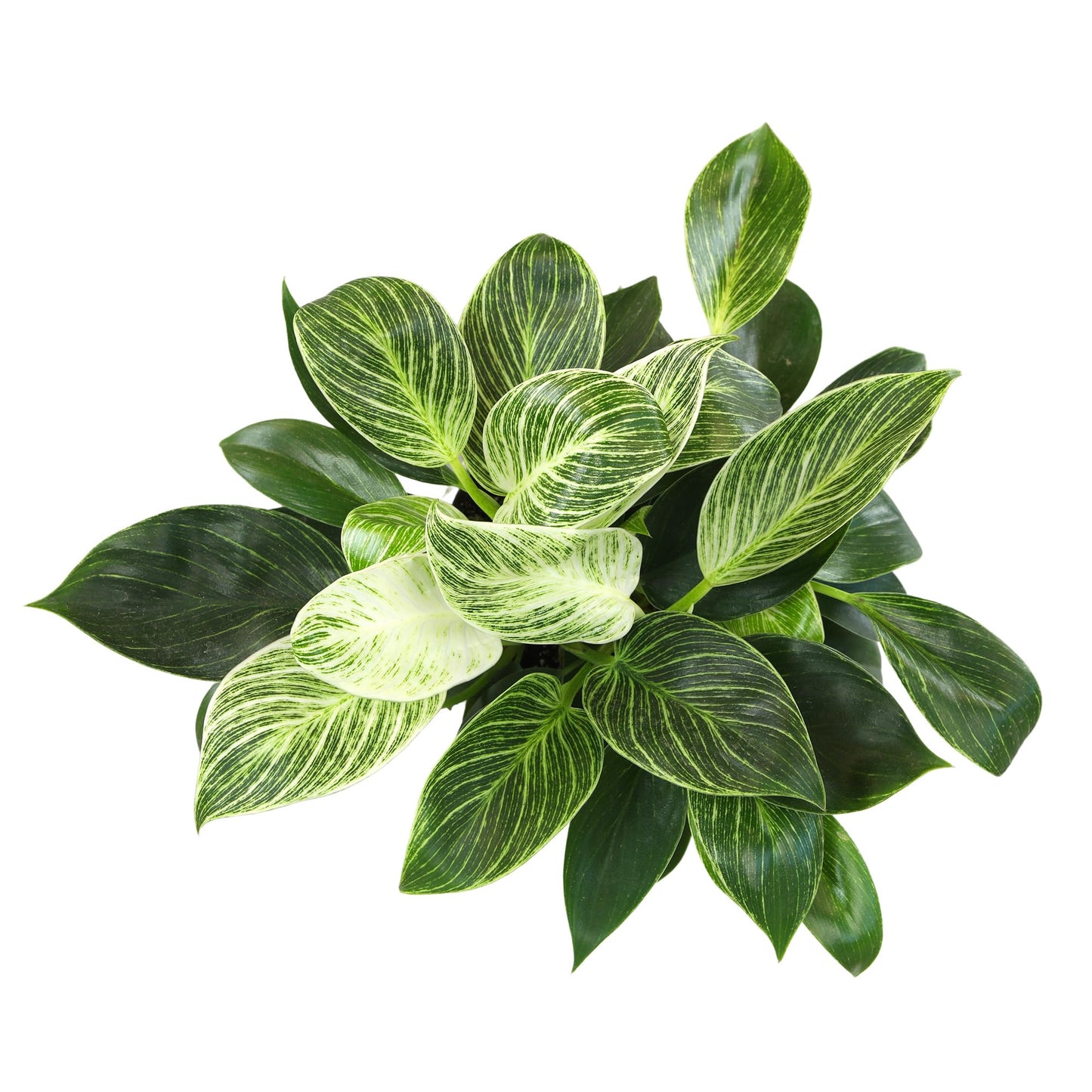 Variegated Philodendron Birkin Houseplant, Powerful Air Purifying Plant, Easy to Grow, Upright Philodendrons, Popular Live Indoor Plants, 6 in. Grower Pot, Unique Houseplants for Beginners