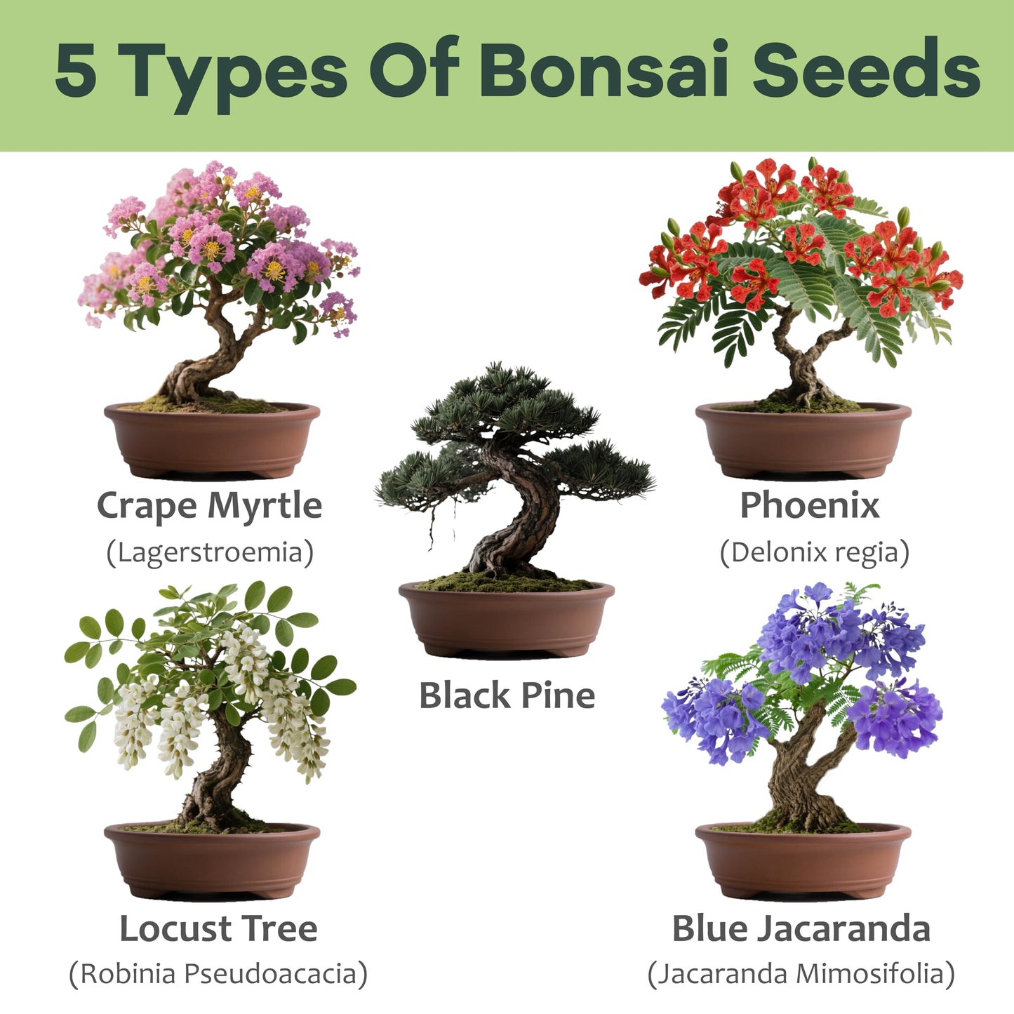 LUOJIBIE Bonsai Tree Kit for Beginners - Unique Gifts for Women, Crafts for Adults, for Women & Men,Complete Indoor Plant Kit,Easy House Plant