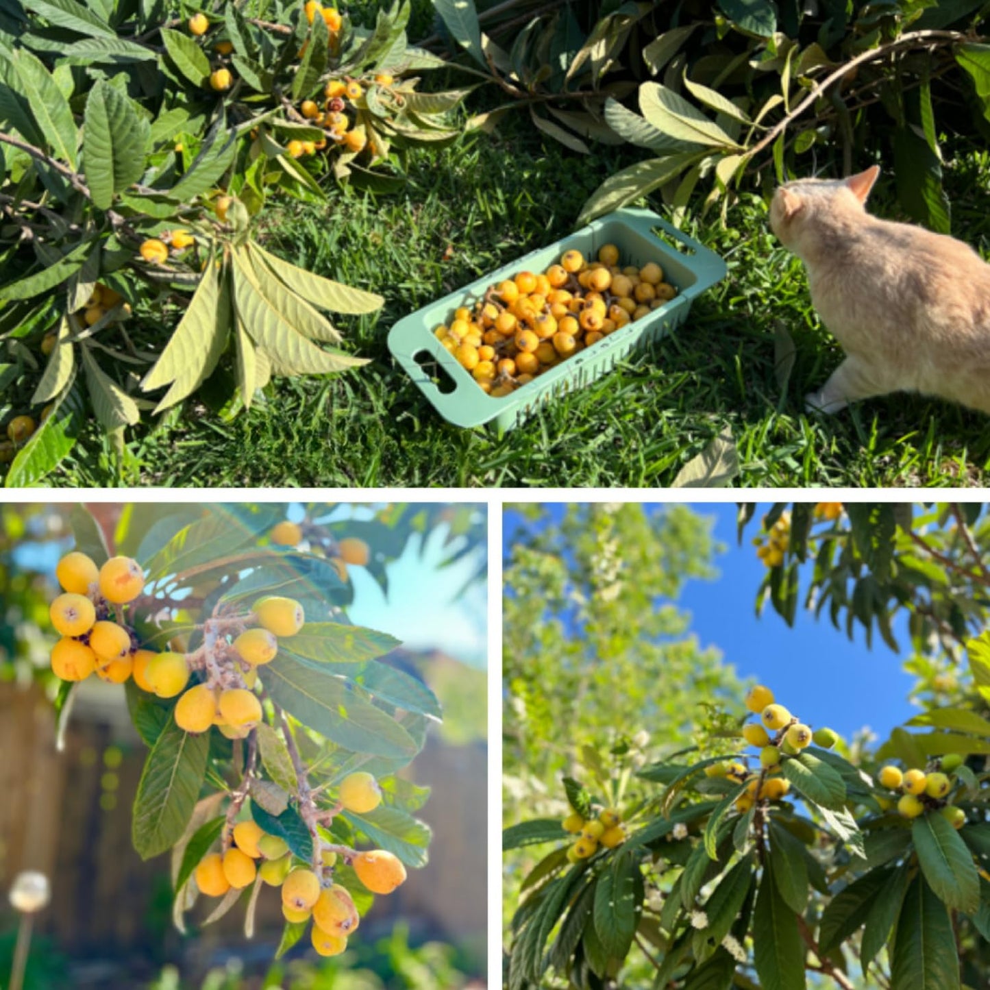 Golden Loquat Tree Live Plant, Grafted Loquat Tree, 10 to 14 Inc, Loquat Plant Live for Growing Outdoor Indoor, Half Gallon Pot
