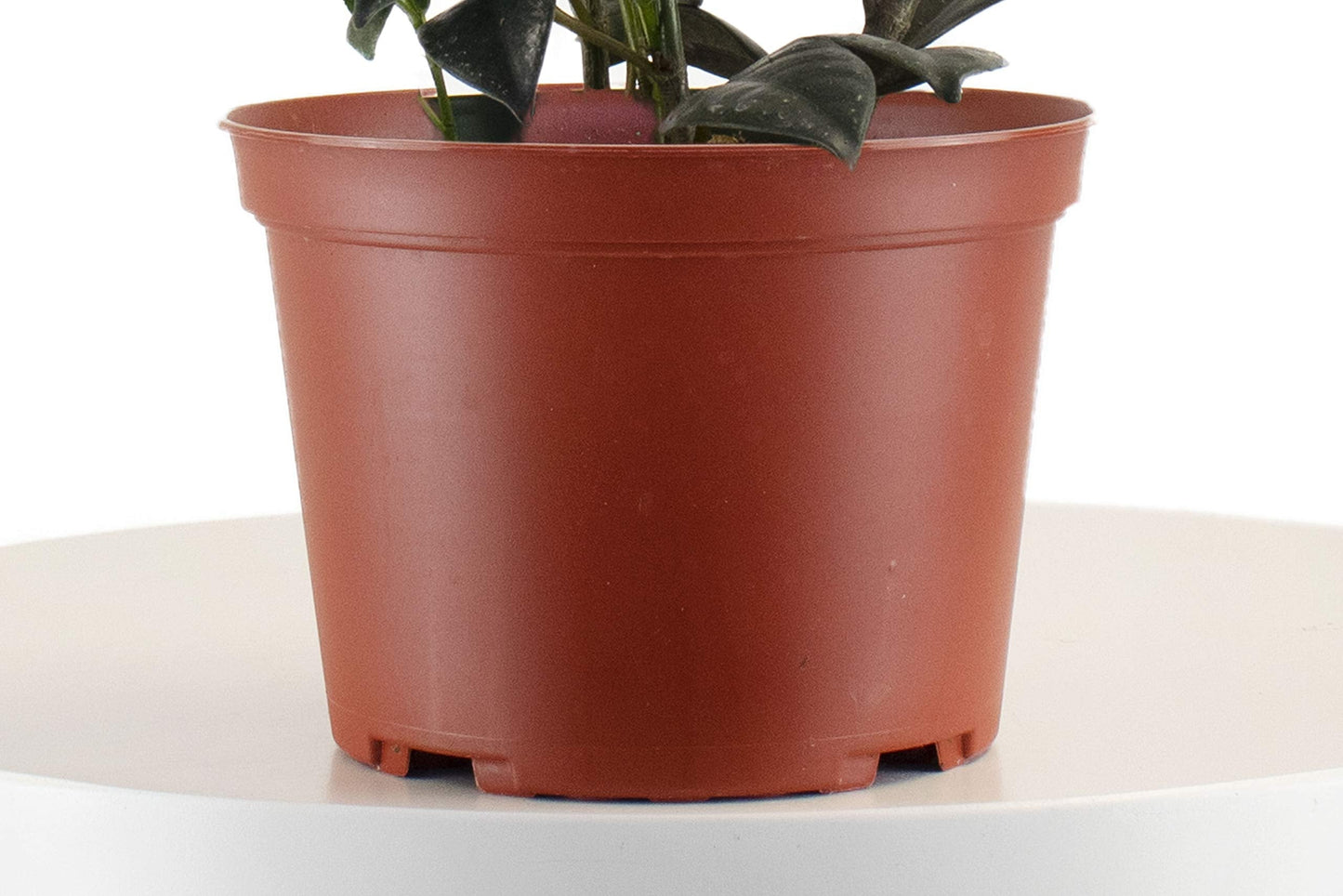 Leaf & Linen 6" Grow Pot, Live Indoor/Outdoor-Air Houseplant and Office Décor | Bright Light Collection, 6 INCH, Rubber Tree-Ficus Burgundy