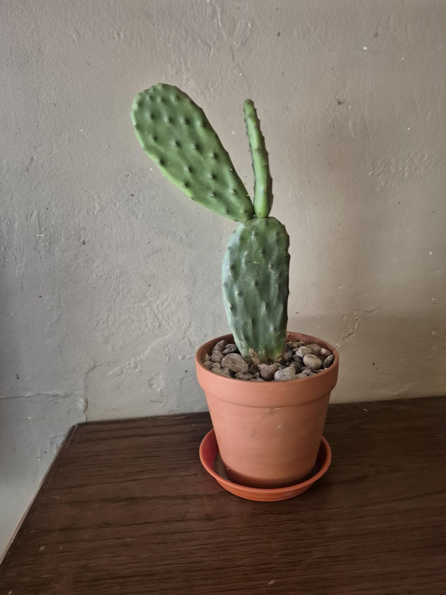 Live Indian Fig Prickly Pear Cactus Plant (Opuntia ficus-Indica) 6–10 in Tall, Ships Bare Root, Includes 6 in Terracotta Pot + Saucer, Cactus Soil + River Gravel