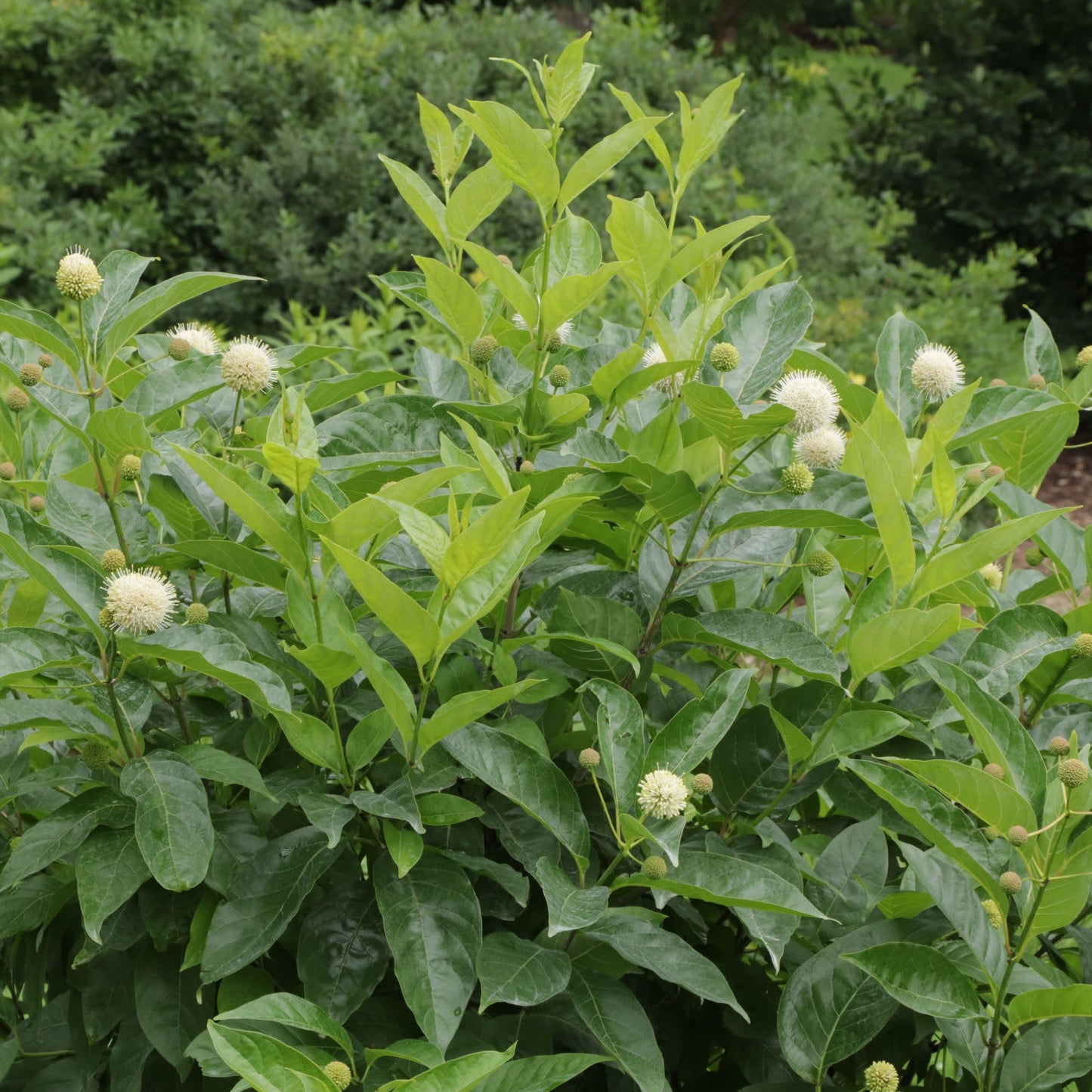 Proven Winners Sugar Shack 2.0 Buttonbush (Cephalanthus occidentalis) Live Plant, 4.5" Qt