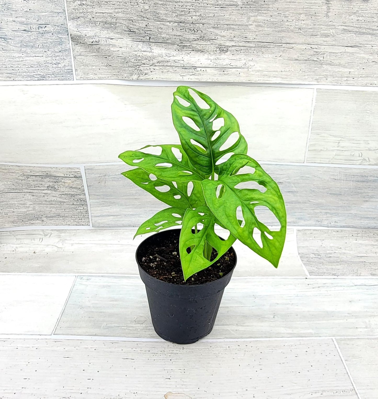 Monstera Adansonii Philodendron Swiss Cheese Live Plant 4" Pot by 3exoticgreen - Plants Live Houseplants, Indoor Plants, Monstera Plant for Home Decor