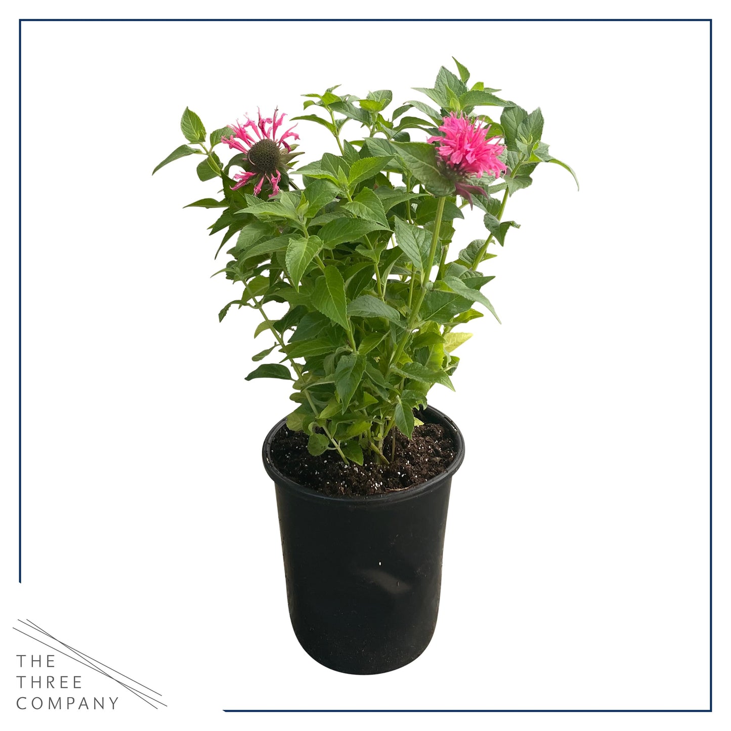 Live Flowering Bee Balm - Balmy Pink (2 Plants Per Pack), Pollinator - Attracts Butterflies, 10" Tall by 4" Wide in 1 Qt Pot