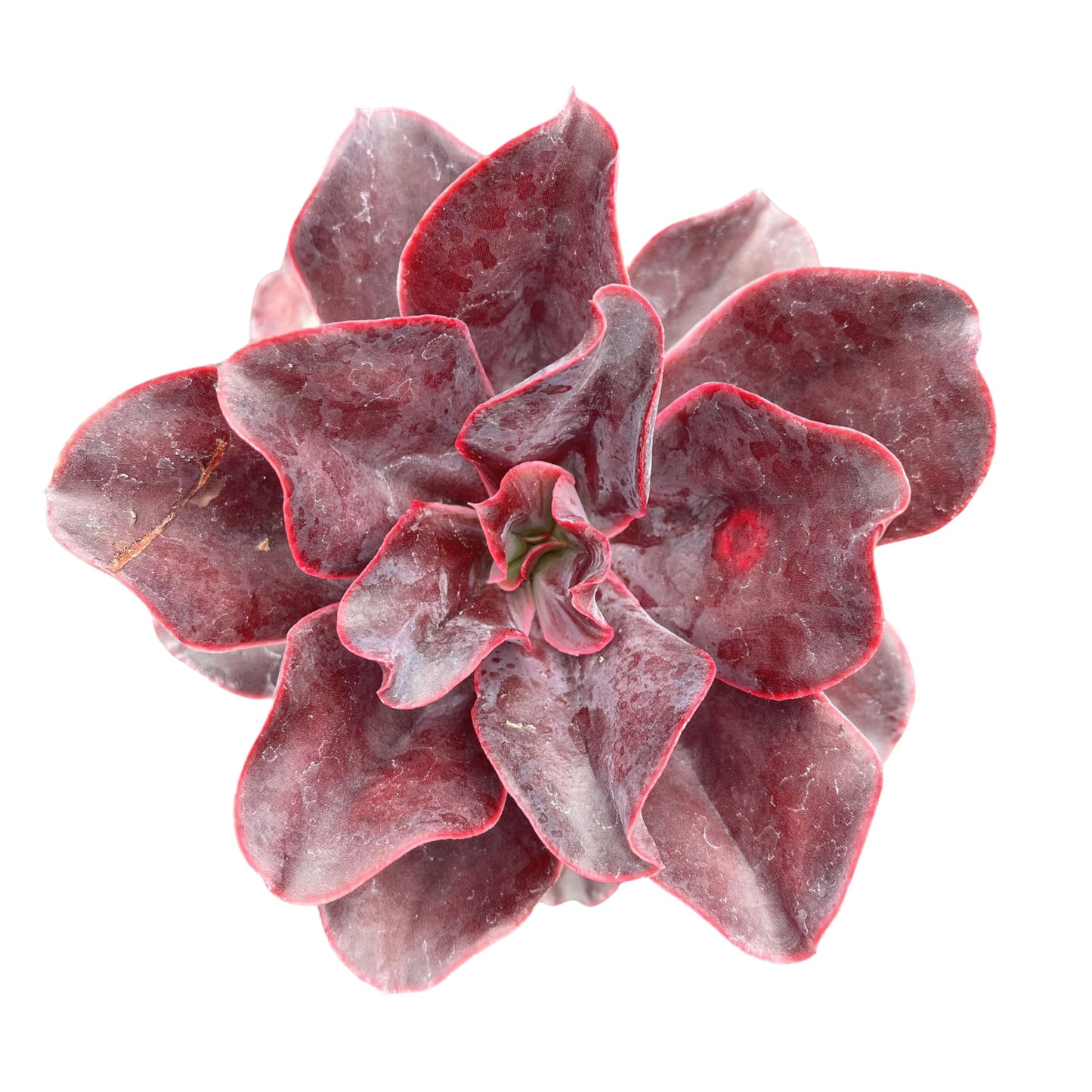 Sprout N Green Echeveria 'Hortencia' Plant with 4 inch Starter Pot, Rare Live Succulent Plant Fully Rooted, Home Office Indoor Outdoor Wedding Decoration DIY Projects Party Favor