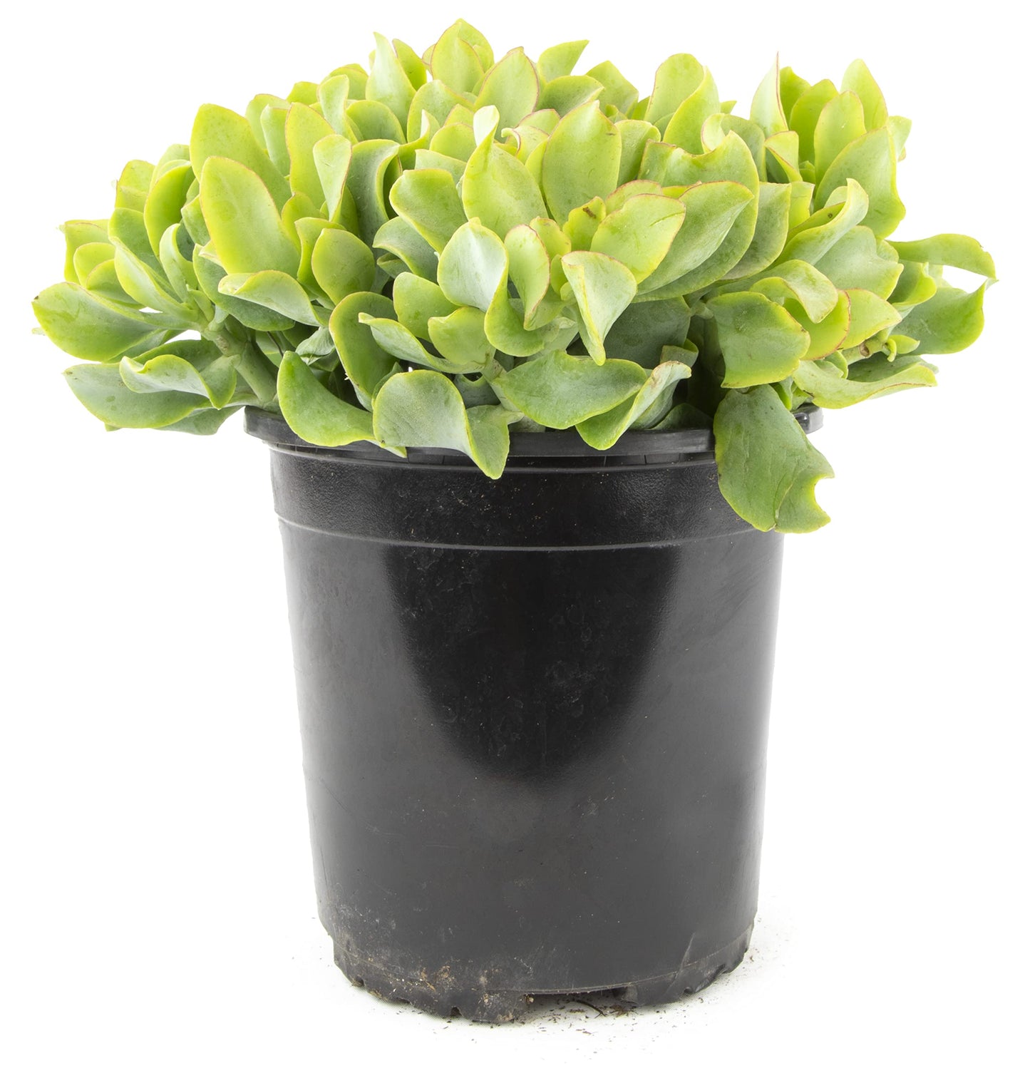 Succulents Plants Live Indoor Plants, Crassula Ripple Jade Live Houseplants, Live Succulents Live Plants Indoor Succulent Plants, Indoor Plant Real Succulents Plants House Plants by Plants for Pets