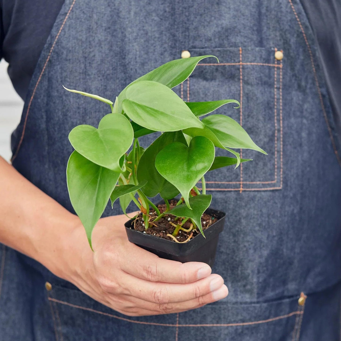 Philodendron Cordatum Heartleaf | Live Plant for Indoor & Outdoor | for Living Room, Office, Bathroom | (3" Pot)