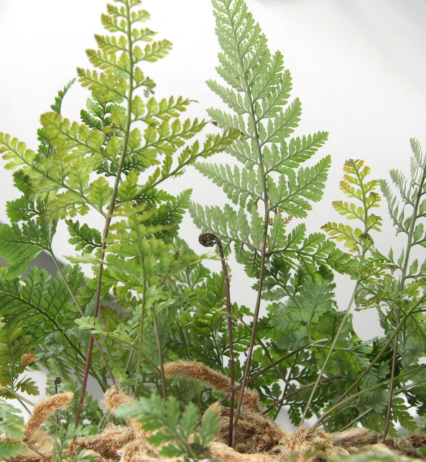 Rabbit's Foot Fern | Live Plant for Indoor & Outdoor | for Living Room, Office, Bathroom | (6" Pot)