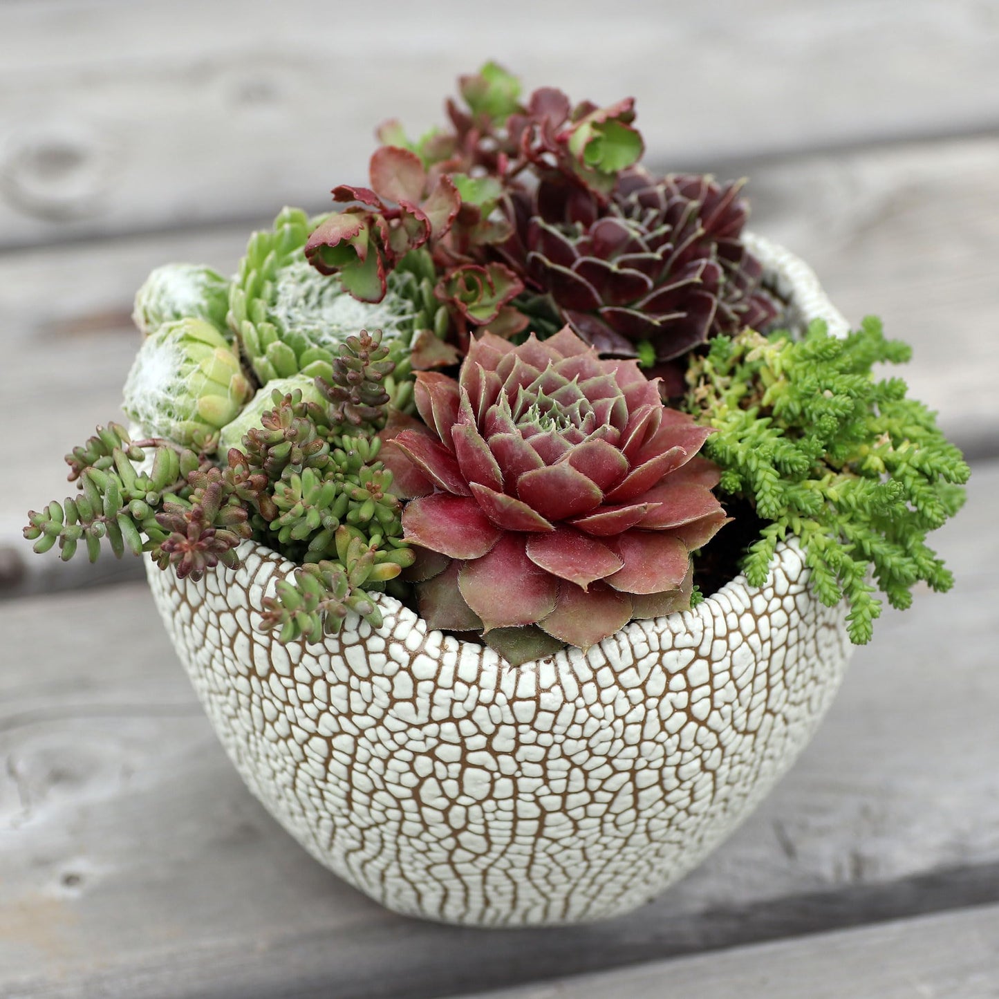 Mountain Crest Gardens Hardy Succulent Variety Pack - 12 Frost-Tolerant Live Plants, Rooted in 2 Inch Pots - Real Outdoor Succulents for Rock Gardens, Landscaping, DIY Arrangements