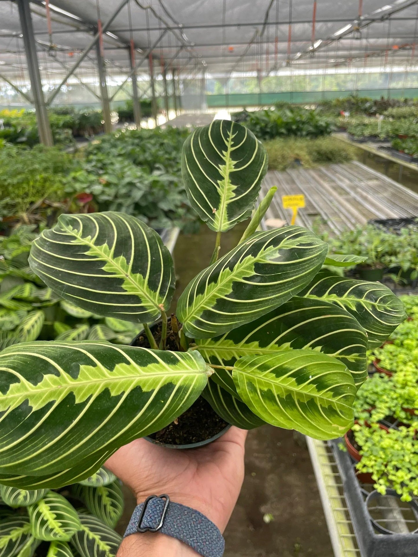 Maranta 'Lemon Lime' | Live Plant for Indoor & Outdoor | for Living Room, Office, Bathroom | (4" Pot)