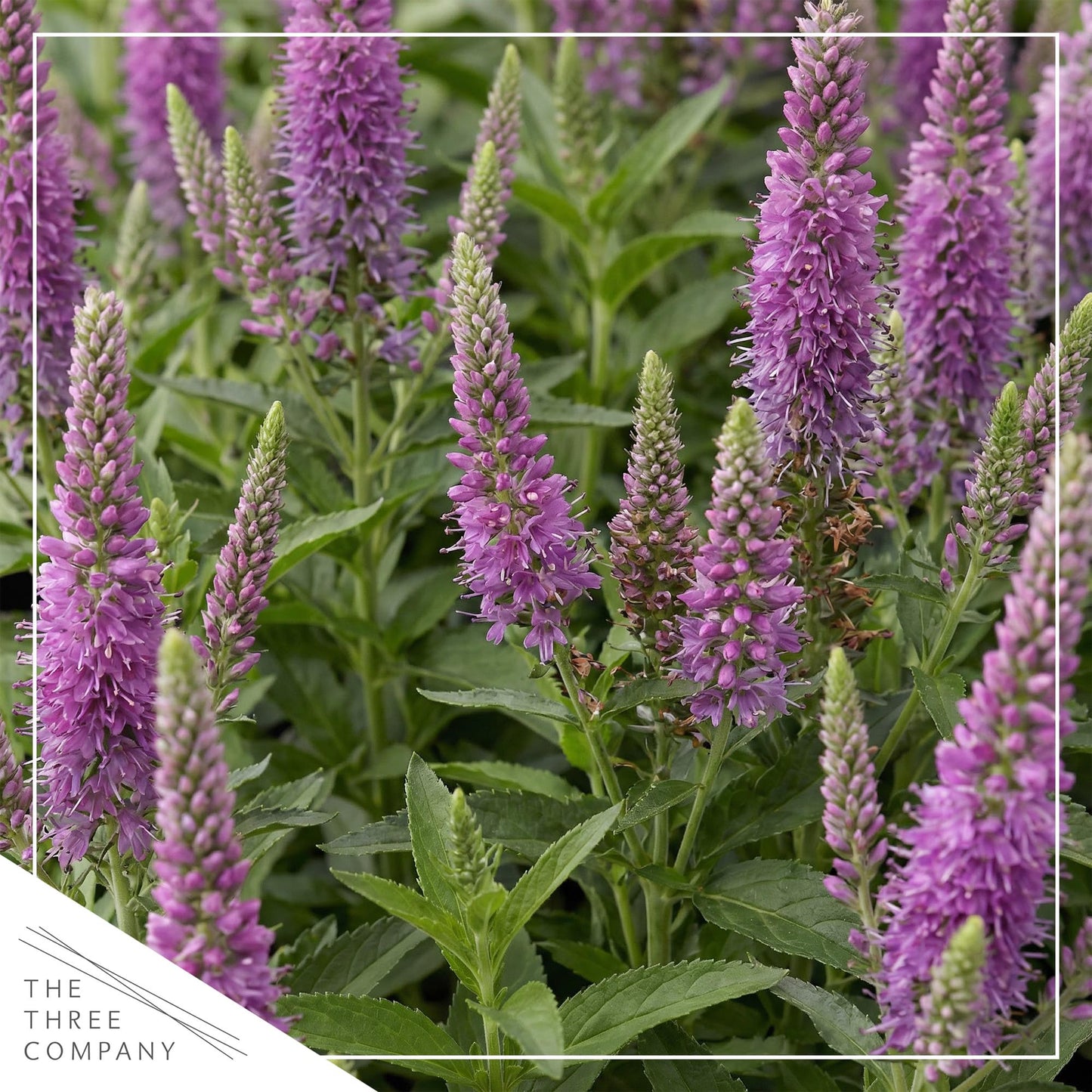 Live Veronica Speedwell 2-Pack – Skyward Lilac – Upright Sun Perennial, Pollinator Friendly, 10” Tall, 1 Qt Pot