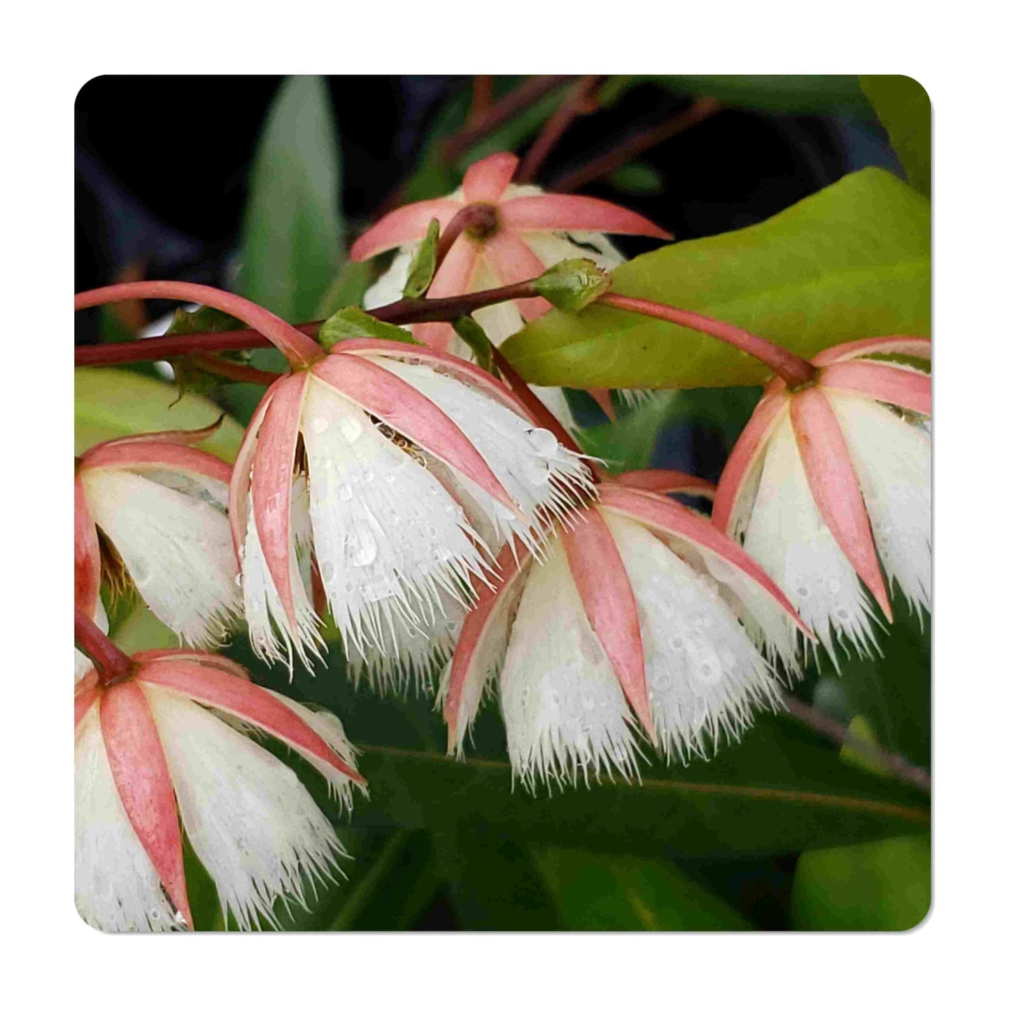 Fairy Petticoat - Elaeocarpus grandiflorus - Live Tree Plant - Unusual Fringed Pink White Flower - Emerald Goddess Gardens - Starter Sz 4 Inch Pot