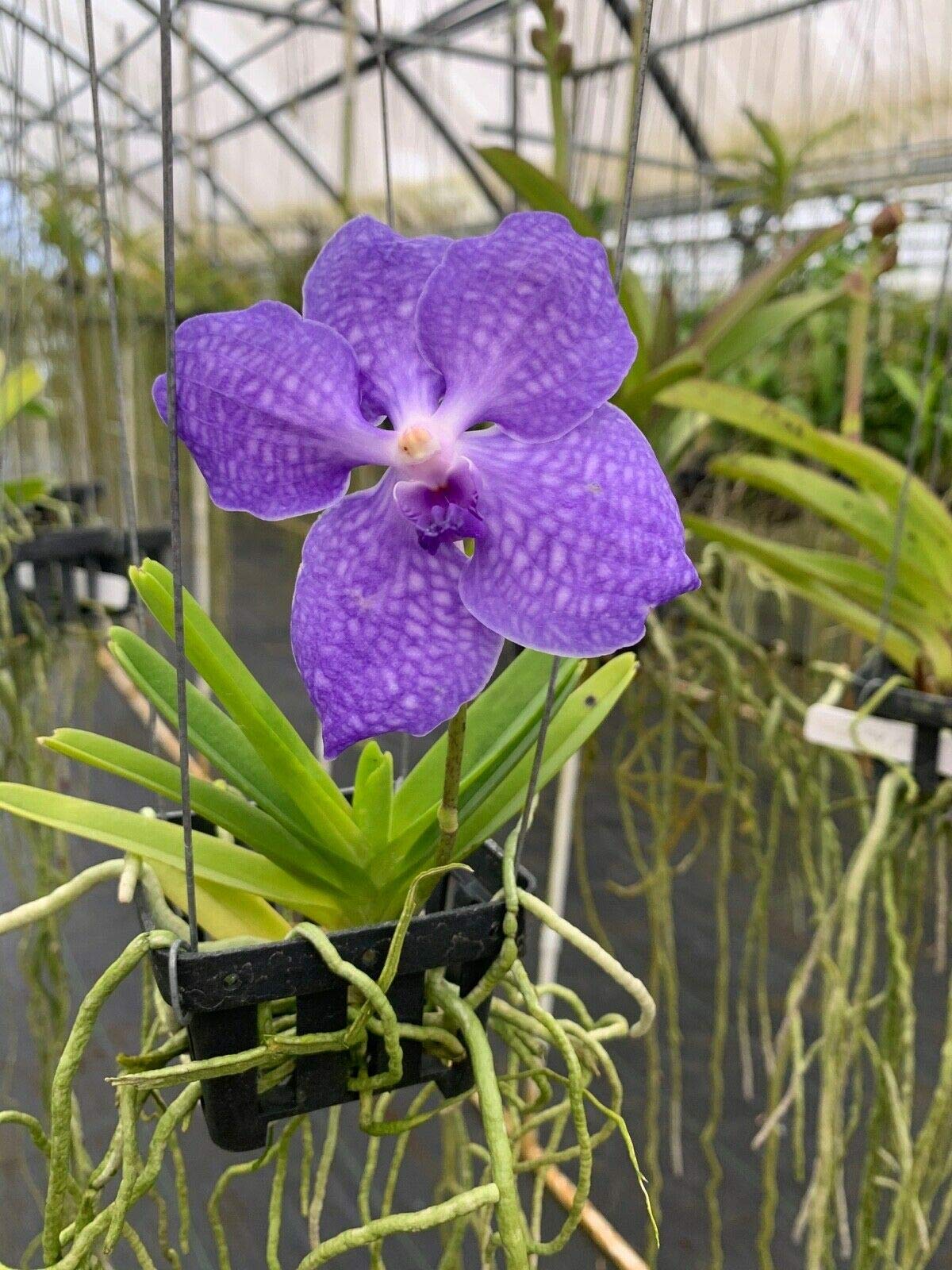 Live Vanda Orchid Plants from Hawaii | Exotic Blue/Purple/Pink/Red Flower | in a Hanging Basket Orchid from Hawaii