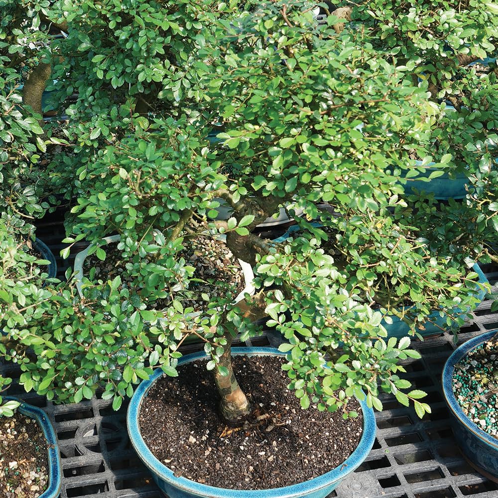 Brussel's Live Chinese Elm Outdoor Bonsai Tree - 15 Years Old; 14" to 18" Tall with Decorative Container