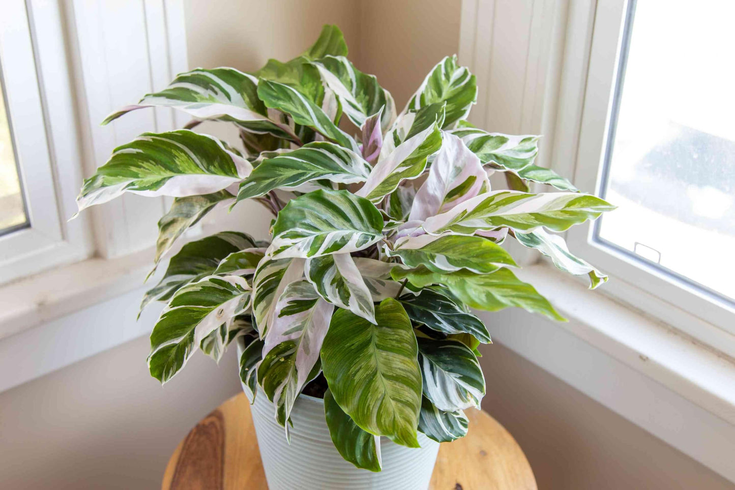 100pcs Green Calathea Plant Seeds for Planting, Tropical Foliage Seeds for Indoor & Outdoor Growing | Easy to Grow Houseplant Seeds