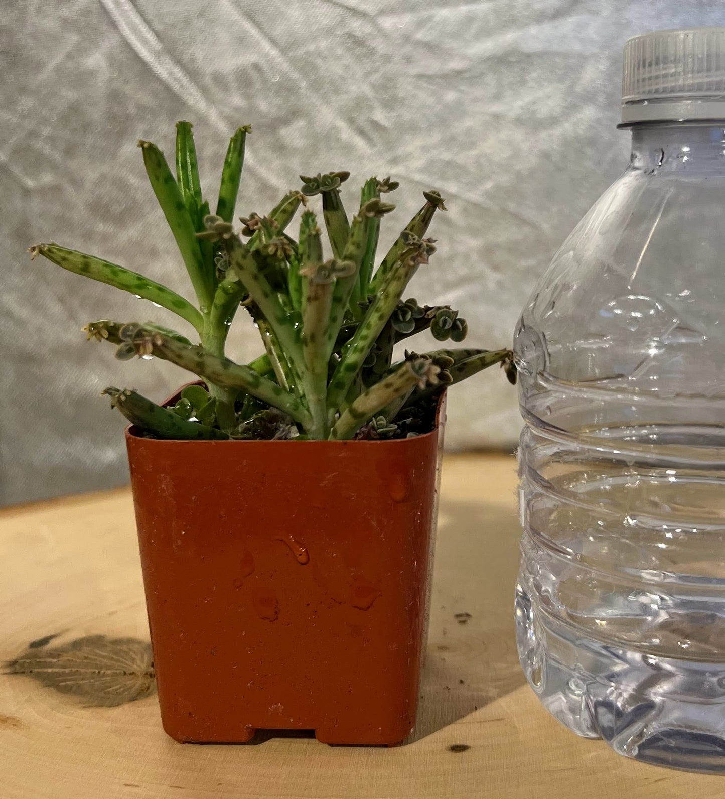 Live Mother of Millions Chandelier Kalanchoe Tubiflora Plant Well-Rooted in 2 inch Pot