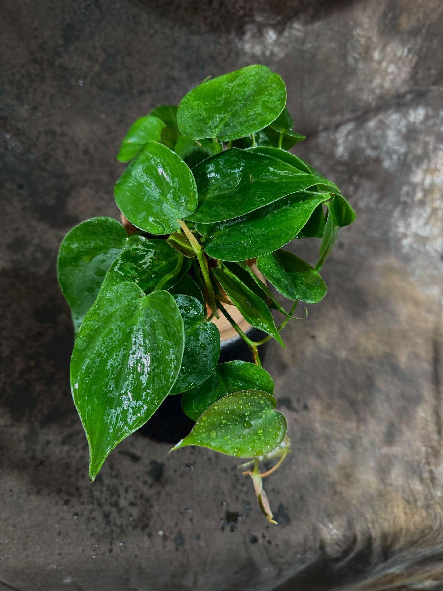 PLANTVERS Heart Leaf Jade Philodendron in a 4" Nursery Pot - Philodendron Hederaceum - Vining Houseplant - Low-Light Indoor Plant - Easy Care Air-Purifying Plant