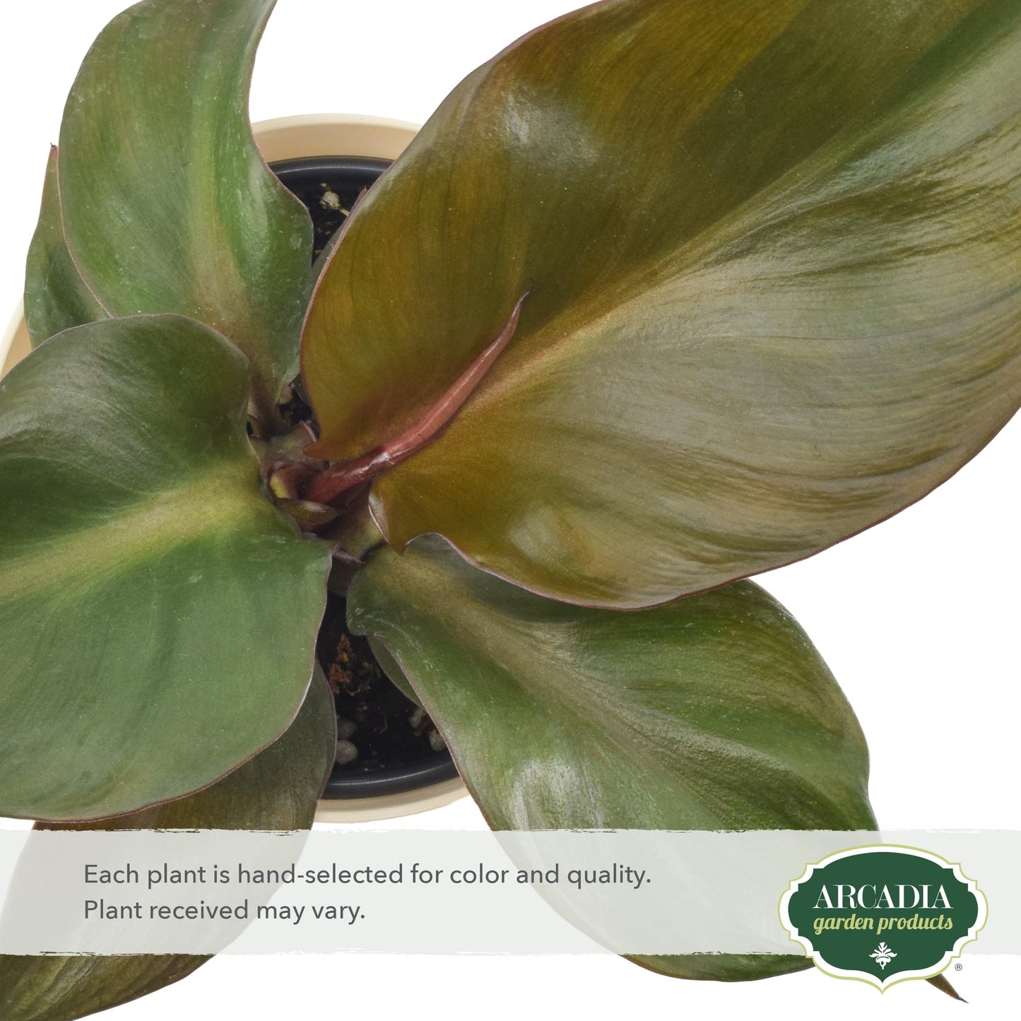 Arcadia Garden Products Live Red Heart Philodendron Rare Indoor Houseplant in Plastic Pot, Tropical Plant Collector Gift for Home and Garden Decor, 4-inch, Beige