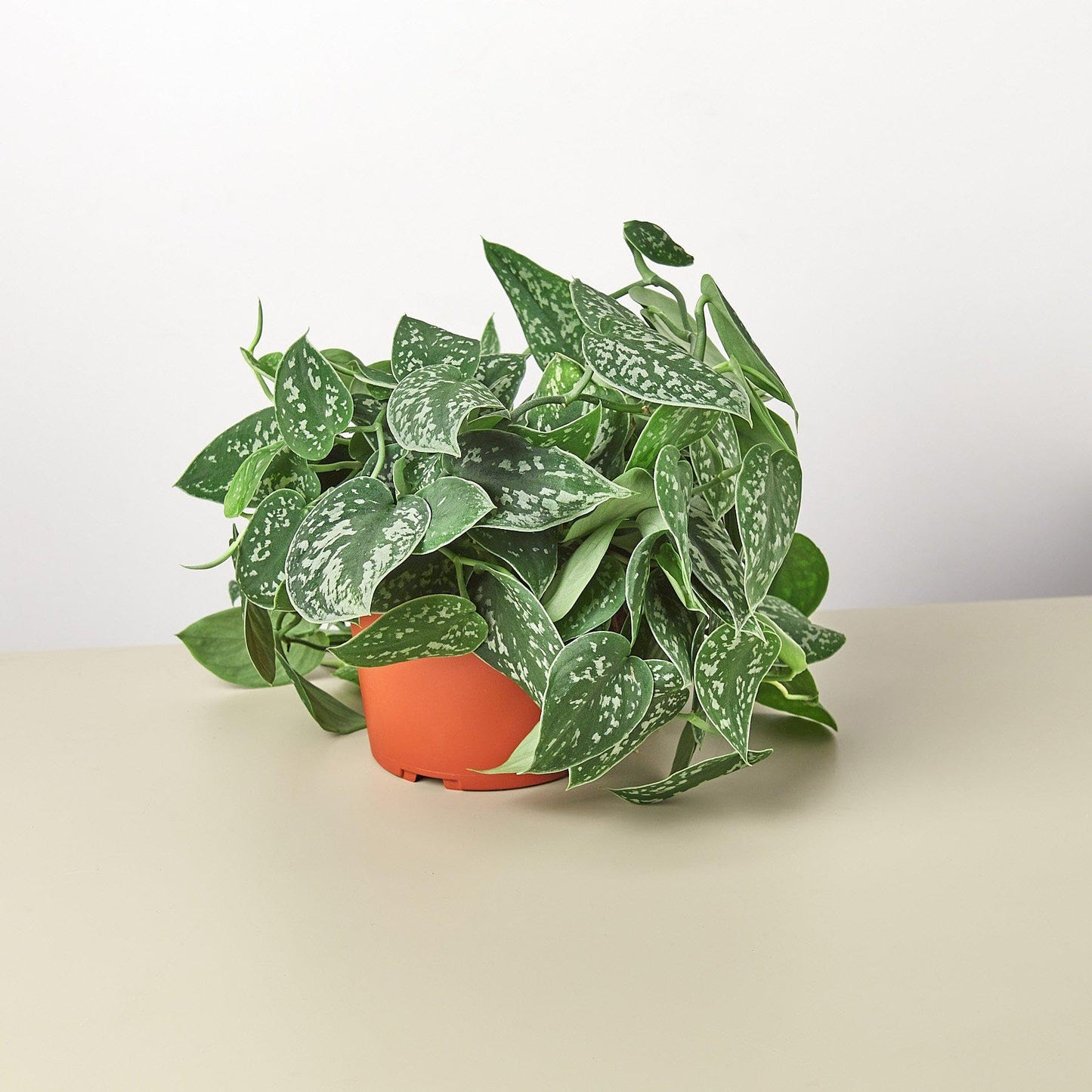Pothos 'Satin' | Live Plant for Indoor & Outdoor | for Living Room, Office, Bathroom | (3" Pot)