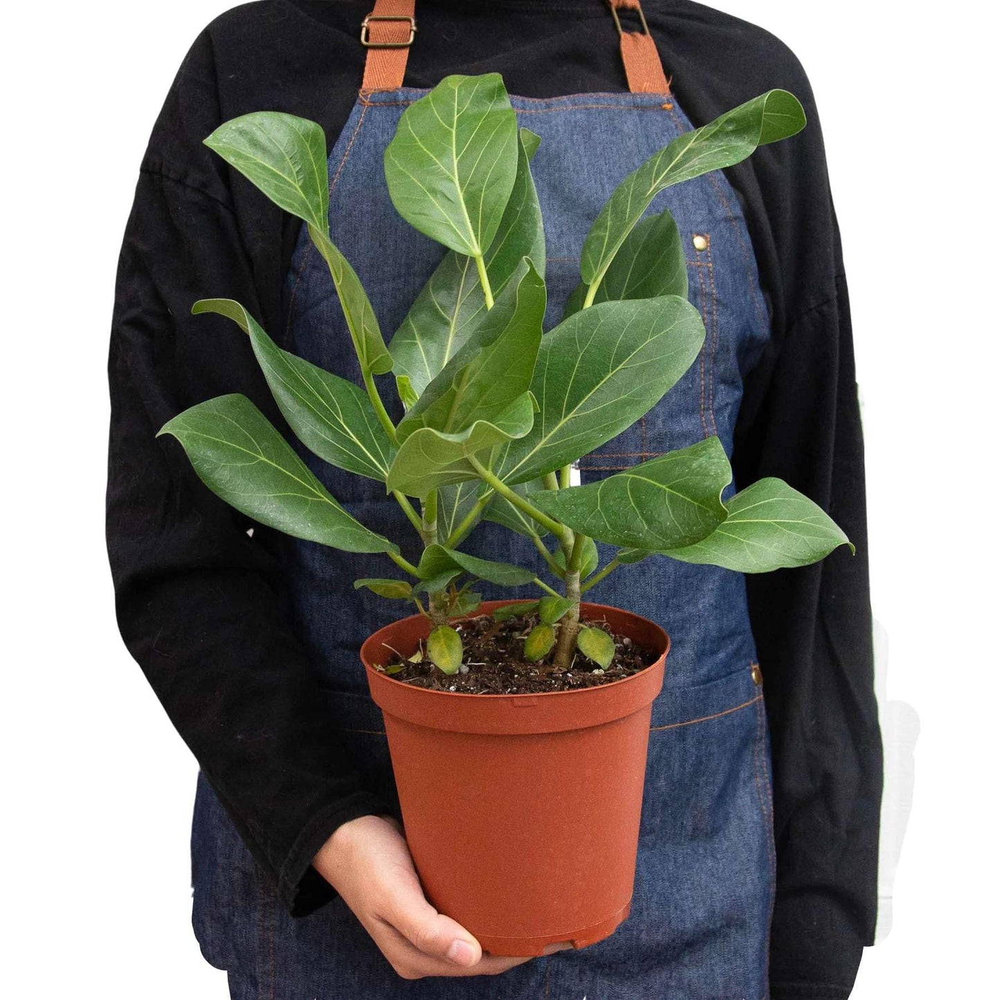 Ficus Elastica Audrey Live Plant for Indoor | Different Houseplants in 4'' & 6'' Pot | Real House Plant for Living Room, Office, Desk & Bathroom